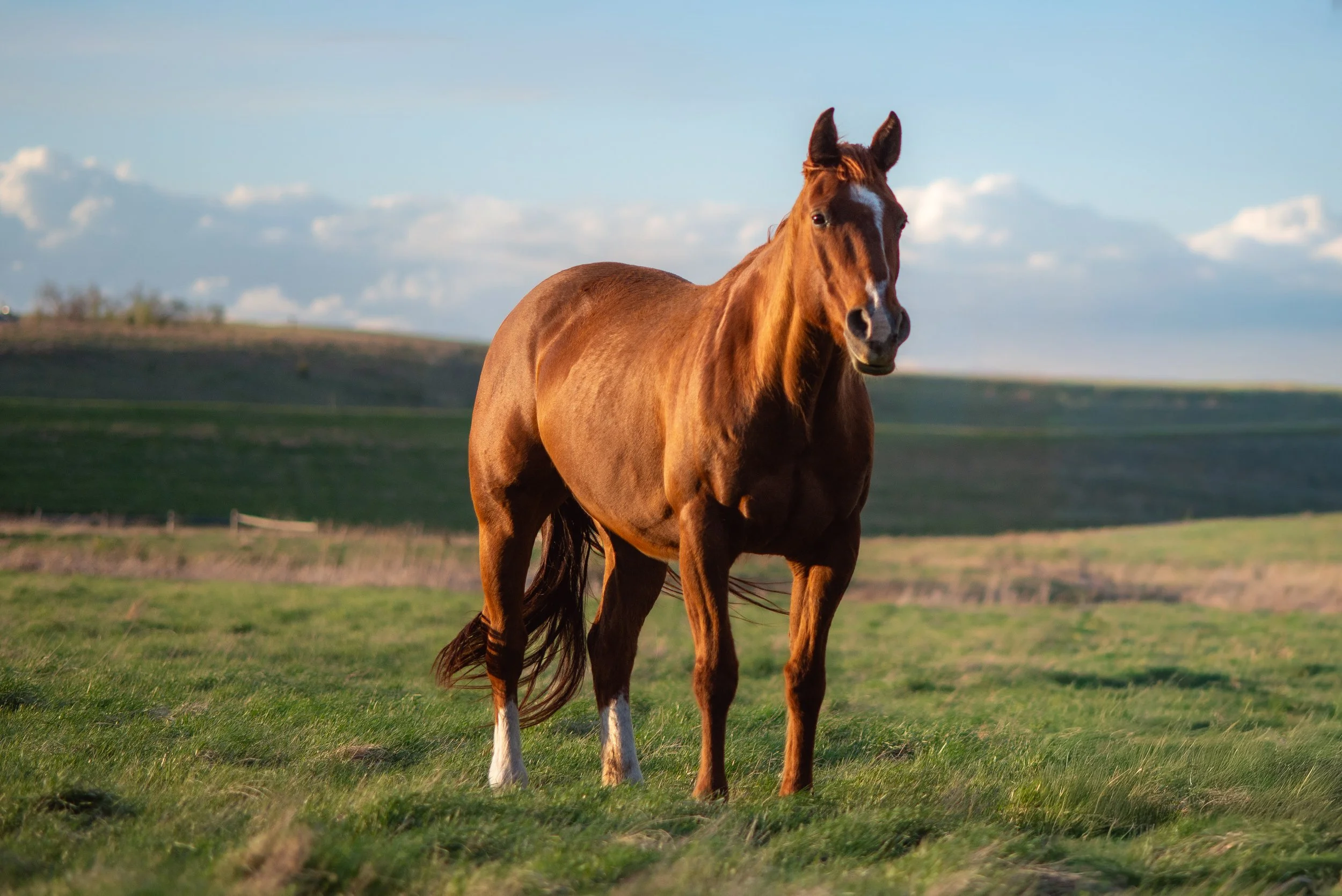 Quixk Quixote Doc | 2006 Sorrel Mare