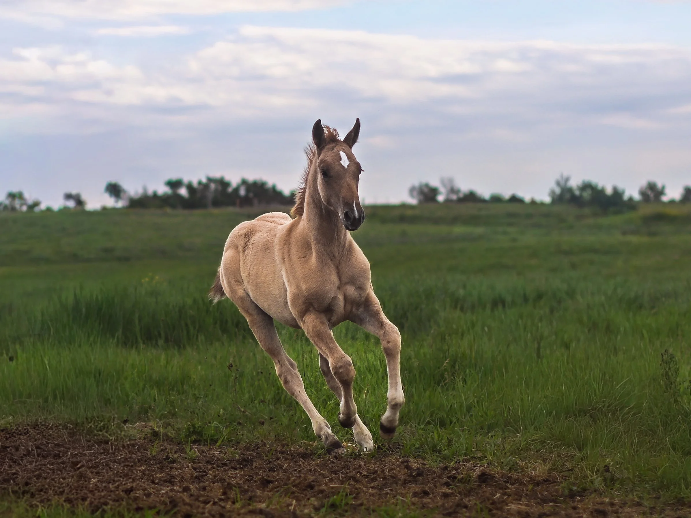 Phil Jackson | 2026 Red Dun Colt