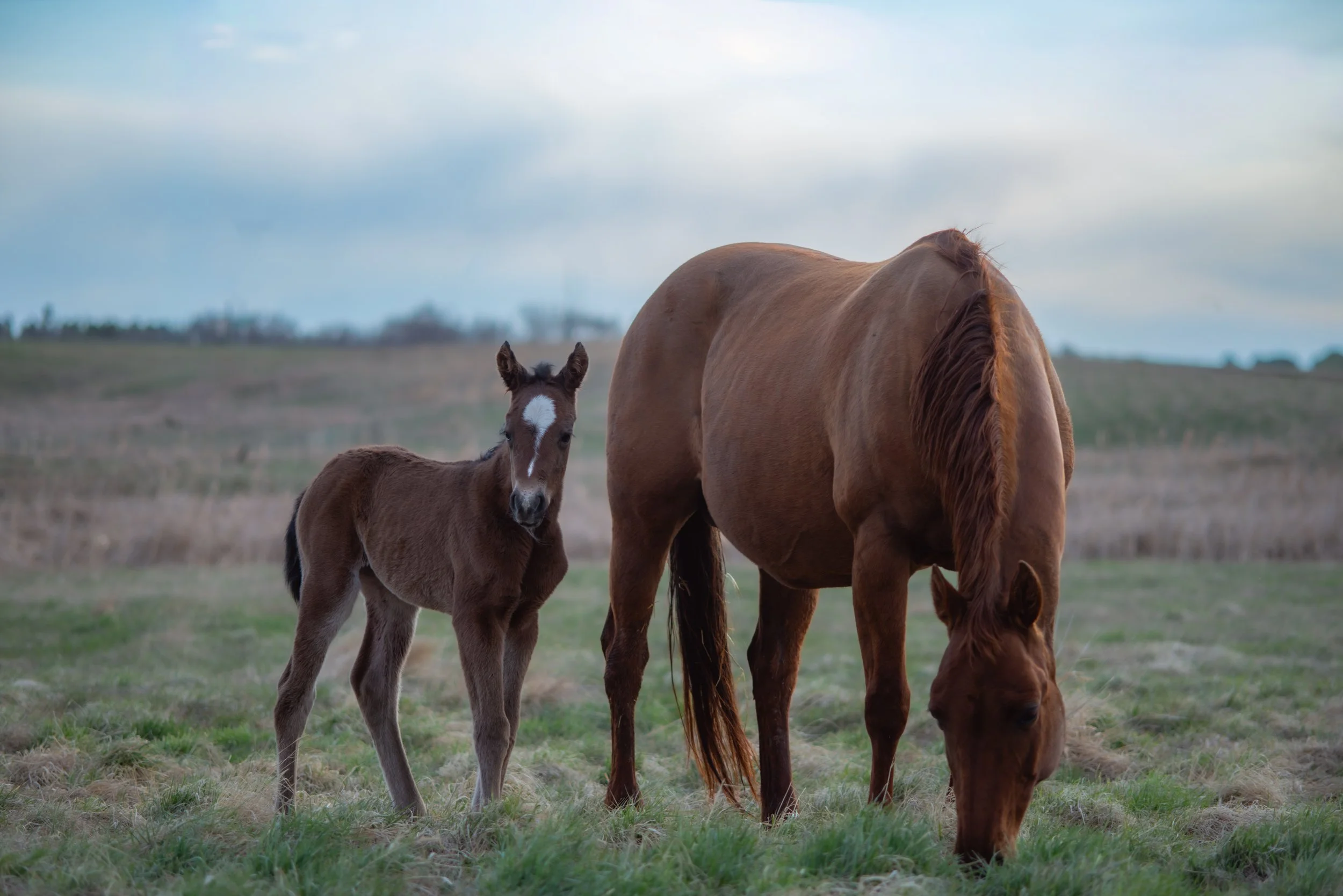 DMAC LilMissMuffet | 2009 Sorrel Mare