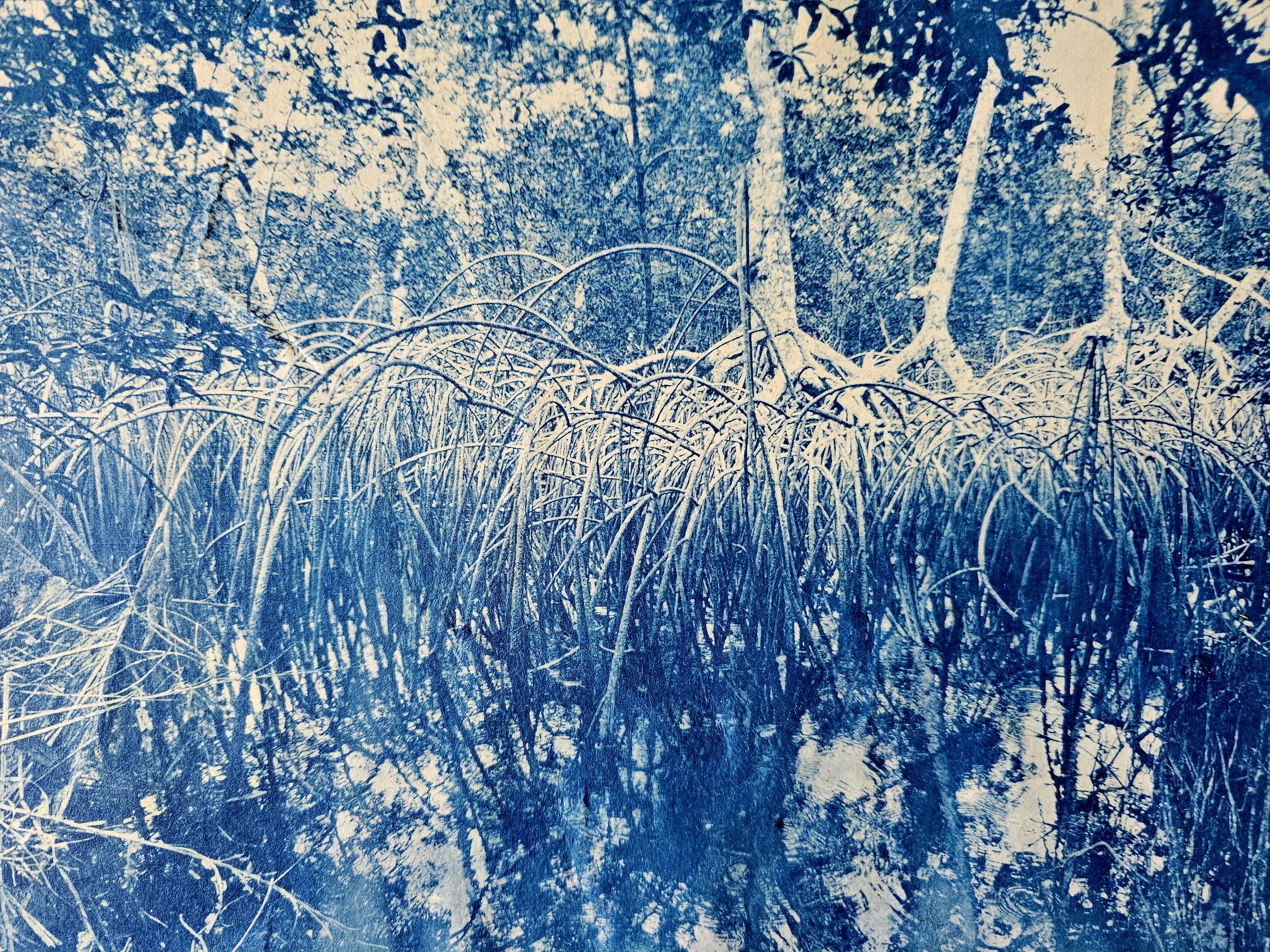 Mangrove forest cyanotype