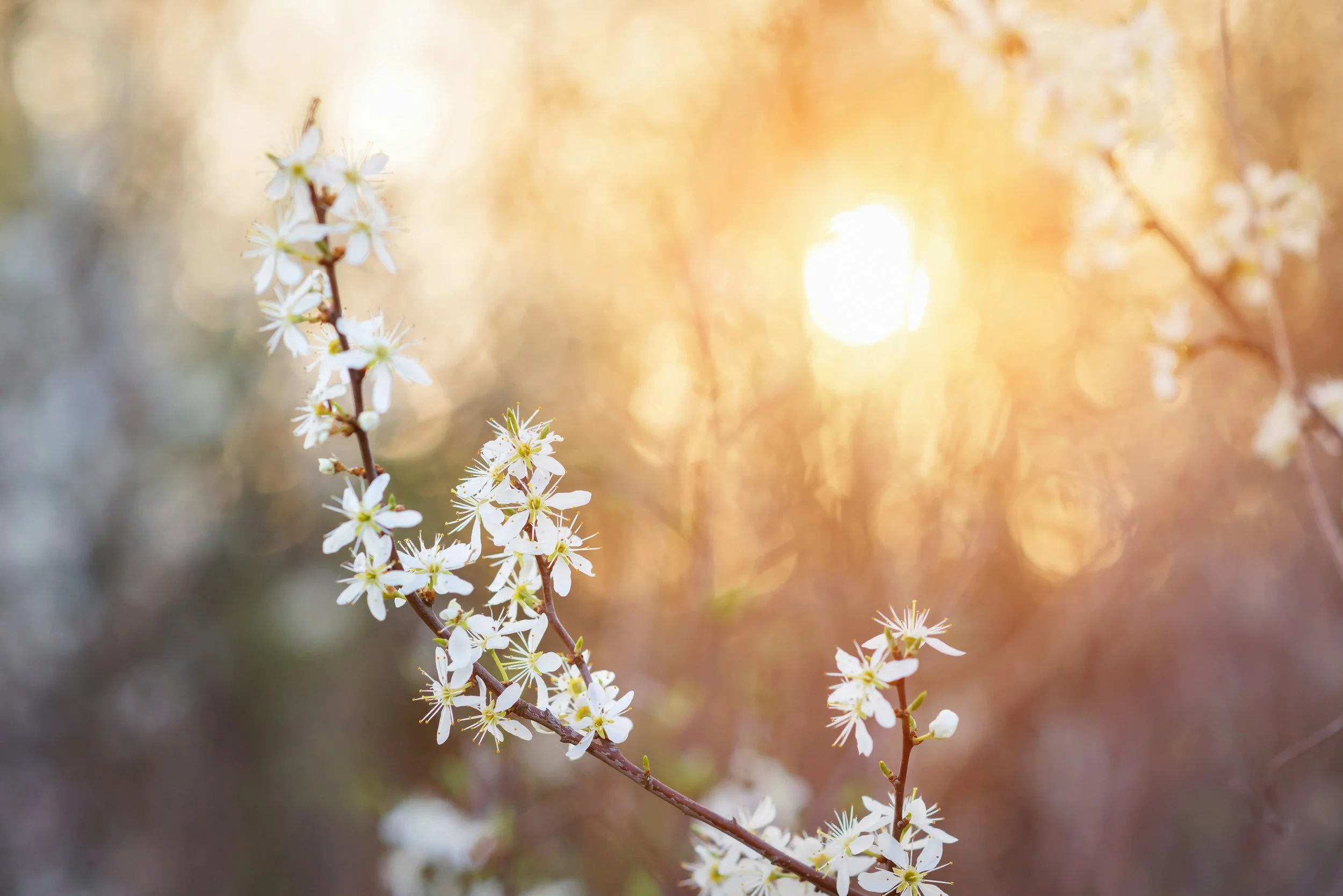 Why Am I Still Grieving Abortion Many Years Later?