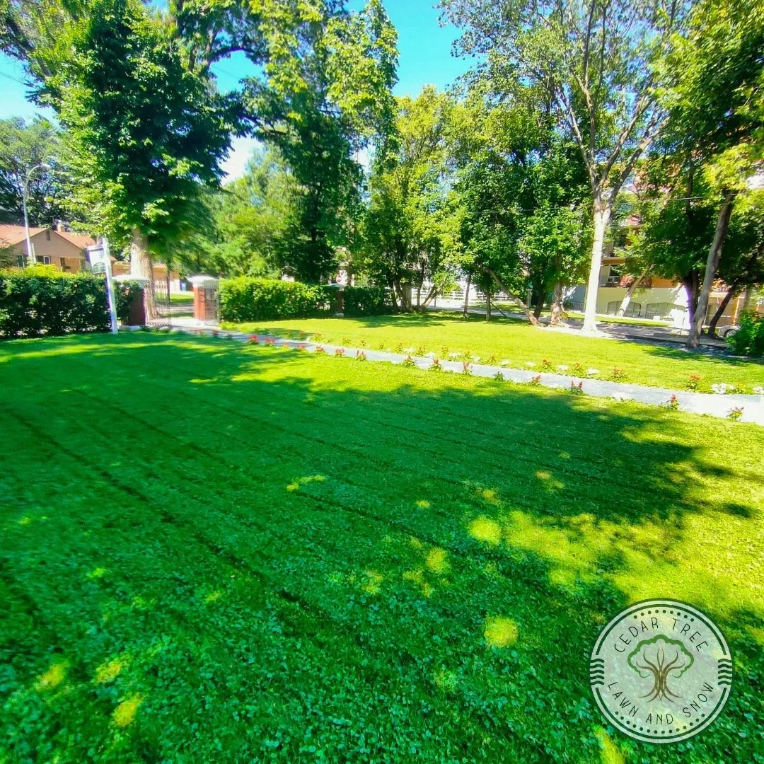 🌿 Love a lawn that&rsquo;s looking sharp? Yeah, that&rsquo;s us.

📩 Let&rsquo;s talk turf. Drop us a line: cedartreemb@gmail.com
☎️ Lawn care: (431) 373-8129
☎️ Stump removal: (204) 771-5874

We bring our best to every yard &ndash; yours could be n