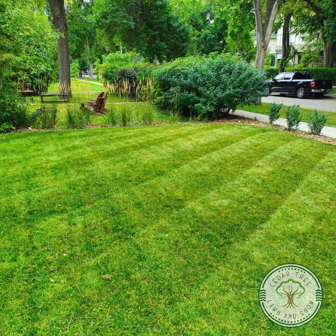 🌿 Your yard's potential, unlocked. This is the CedarTree standard &ndash; exceptional care for standout green spaces.

📩 Inquiries: cedartreemb@gmail.com
☎️ For a pristine lawn: (431) 373-8129
☎️ To remove stumps effectively: (204) 771-5874

it&rsq