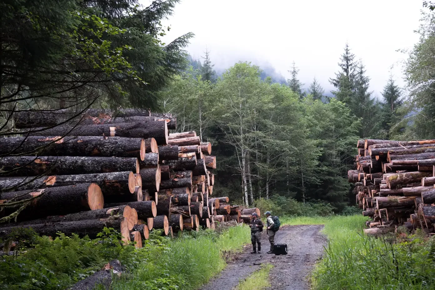 We Need to Protect Our Forest Preserves. We Also Need to Go Beyond Them