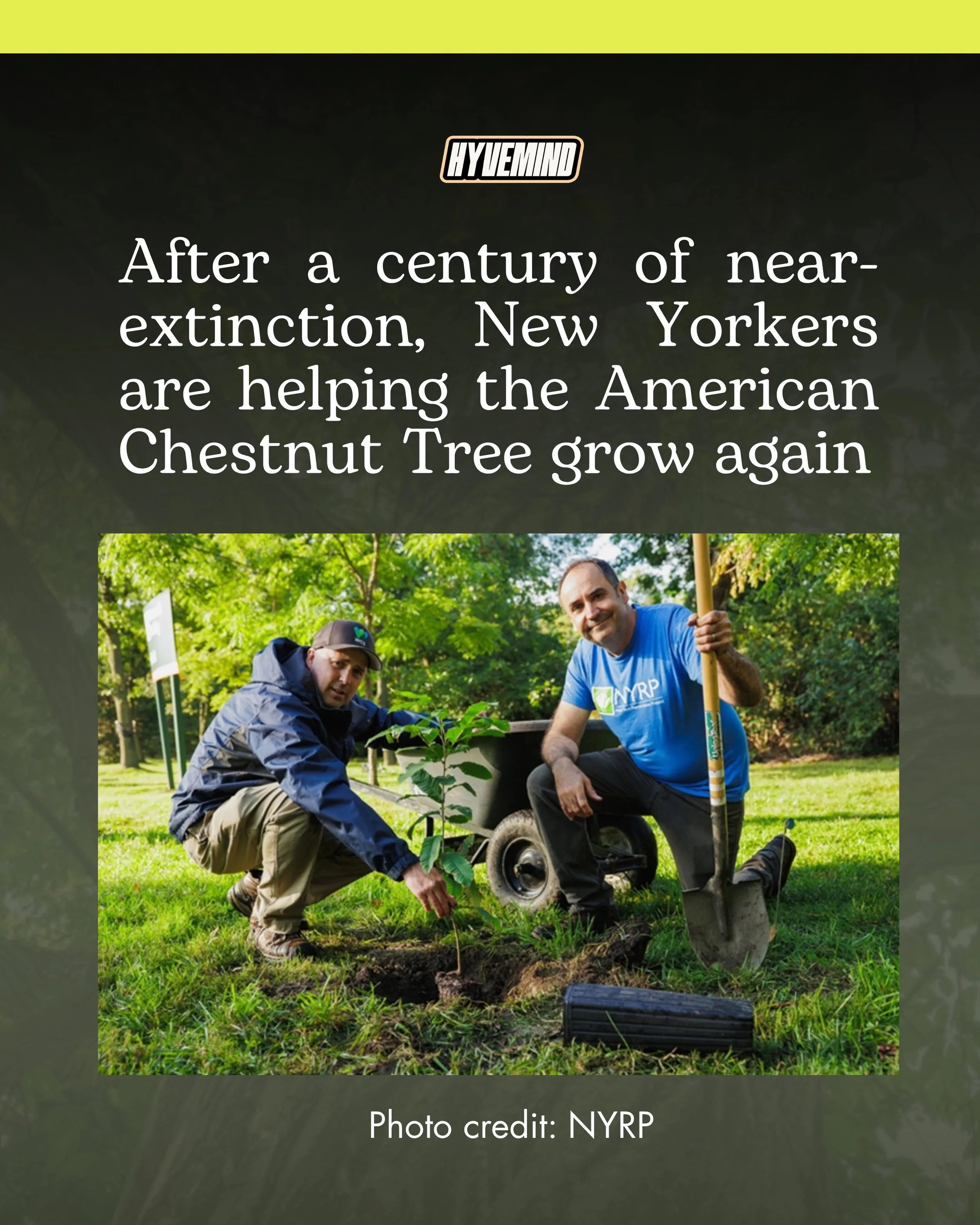 More than a century after a blight first documented at the Bronx Zoo devastated American chestnuts across eastern North America, a new generation is taking root on the same grounds. 
On October 5, 20 young hybrid chestnuts were planted at the zoo thr