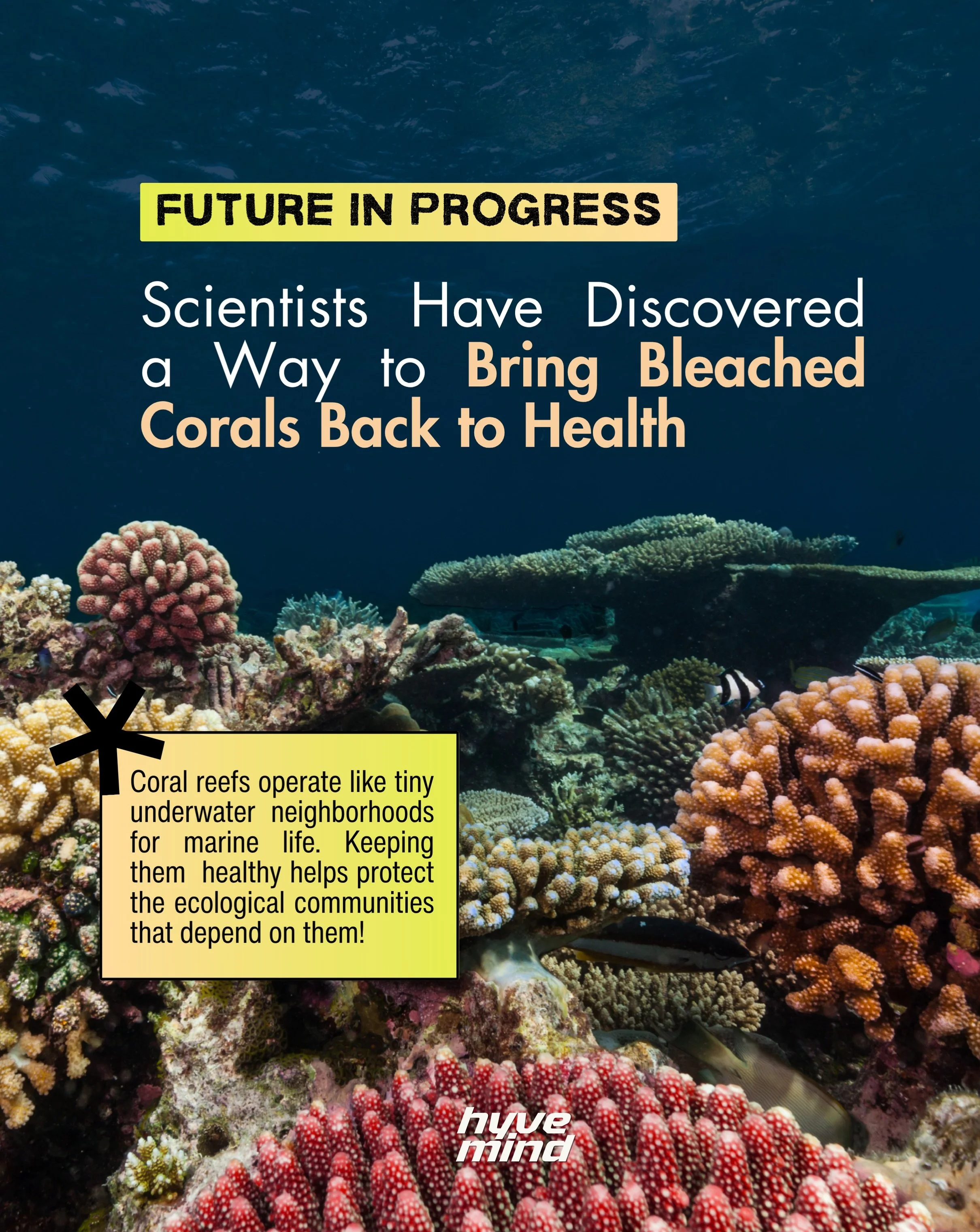 In a stunning discovery for marine life, it appears that a little contact can help bleached corals make a remarkable comeback.  
In laboratory experiments at the Stanford Doerr School of Sustainability, scientists connected small pieces of bleached c