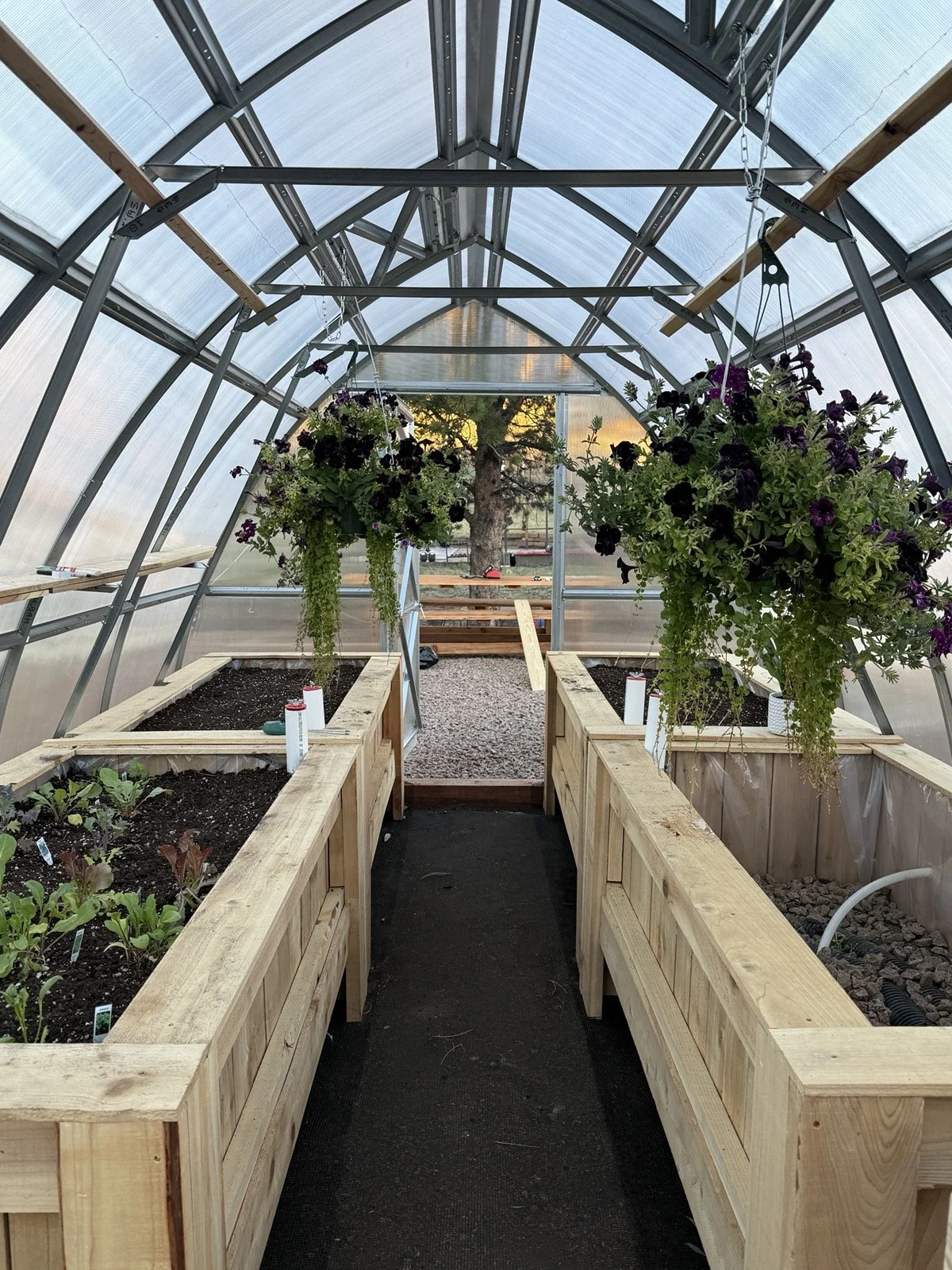Planting beds and hanging flowers inside the greenhouse at Golden Forge.