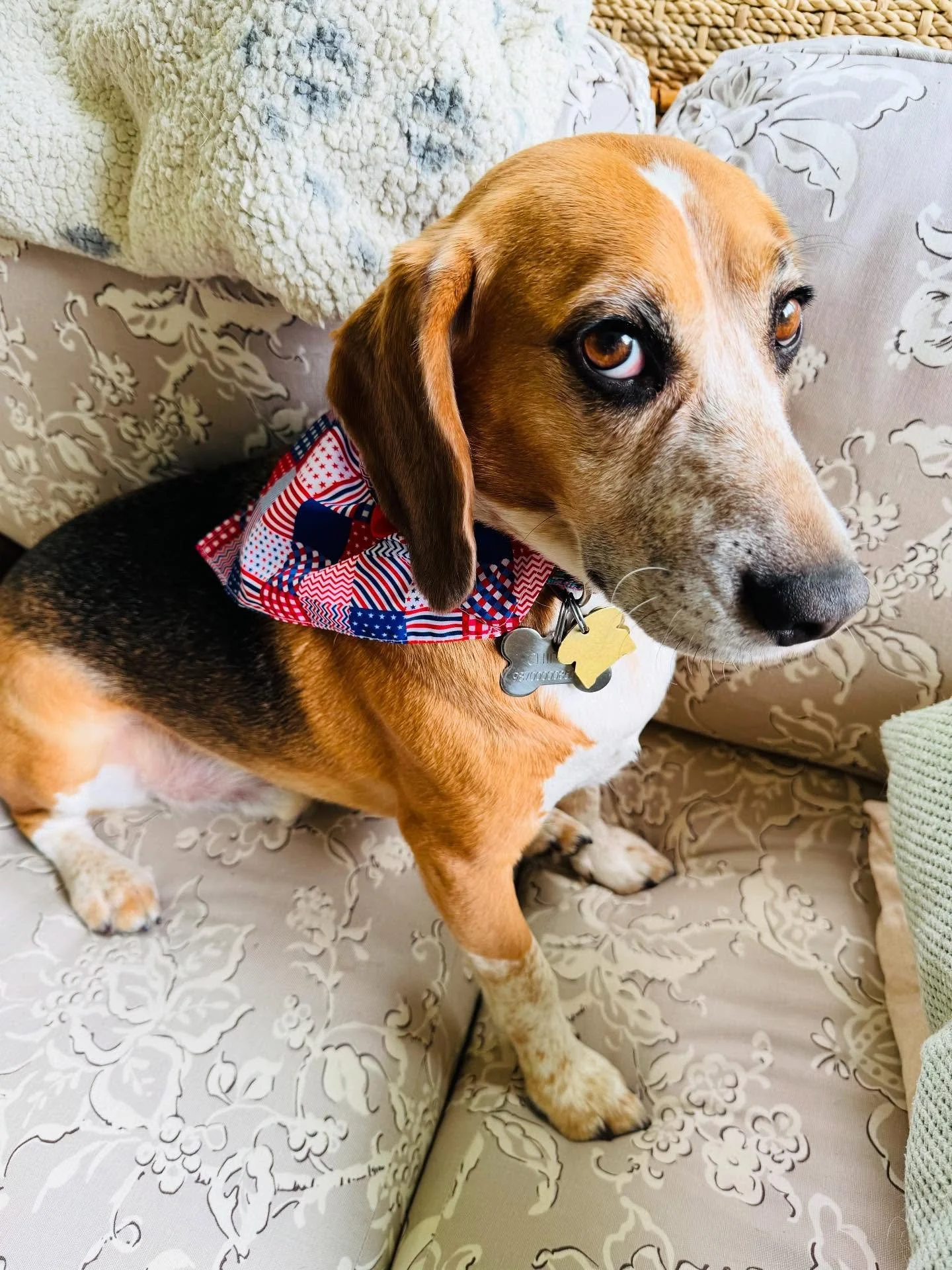 First 4th of July with The Pookster! He&rsquo;s unsure of the loud noises, but he&rsquo;s feeling swell with his Trazodone and dapper new Star Spangled bandanna from his auntie @maitri_61 ❤️🐶🇺🇸