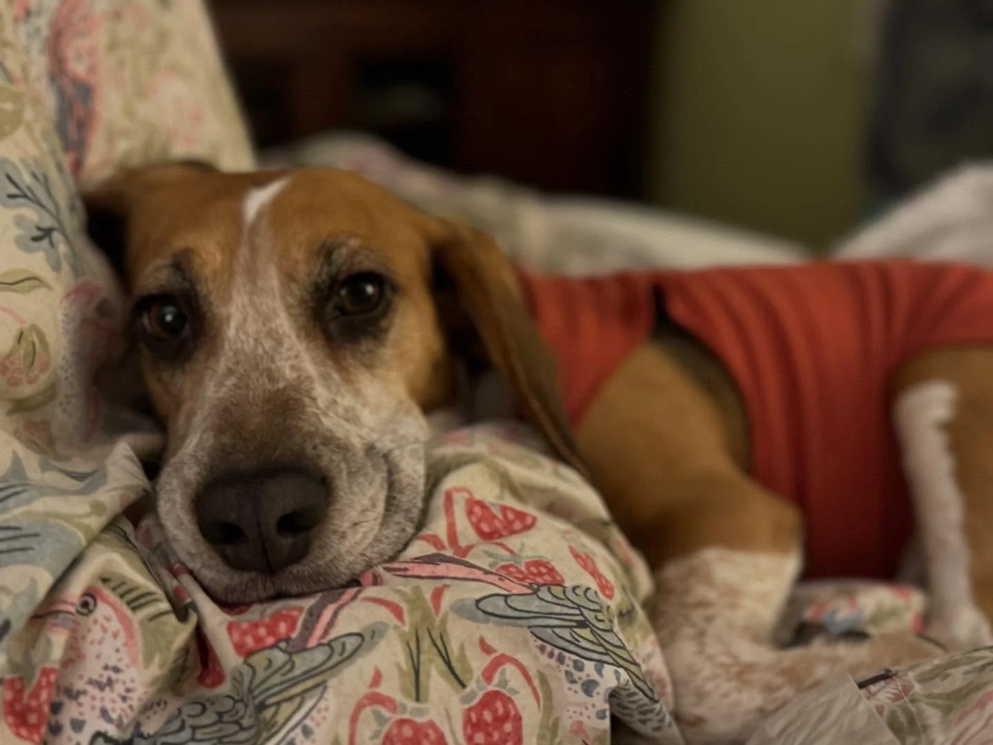 Happy Gotcha Day to the sweetest, snuggliest, goofiest, yet most serious Beagle. We can&rsquo;t believe it&rsquo;s been ONE YEAR since you came to live with us. Pookie, you make our lives infinitely better and are our JOY DOG 🥰😛🥹😍❤️