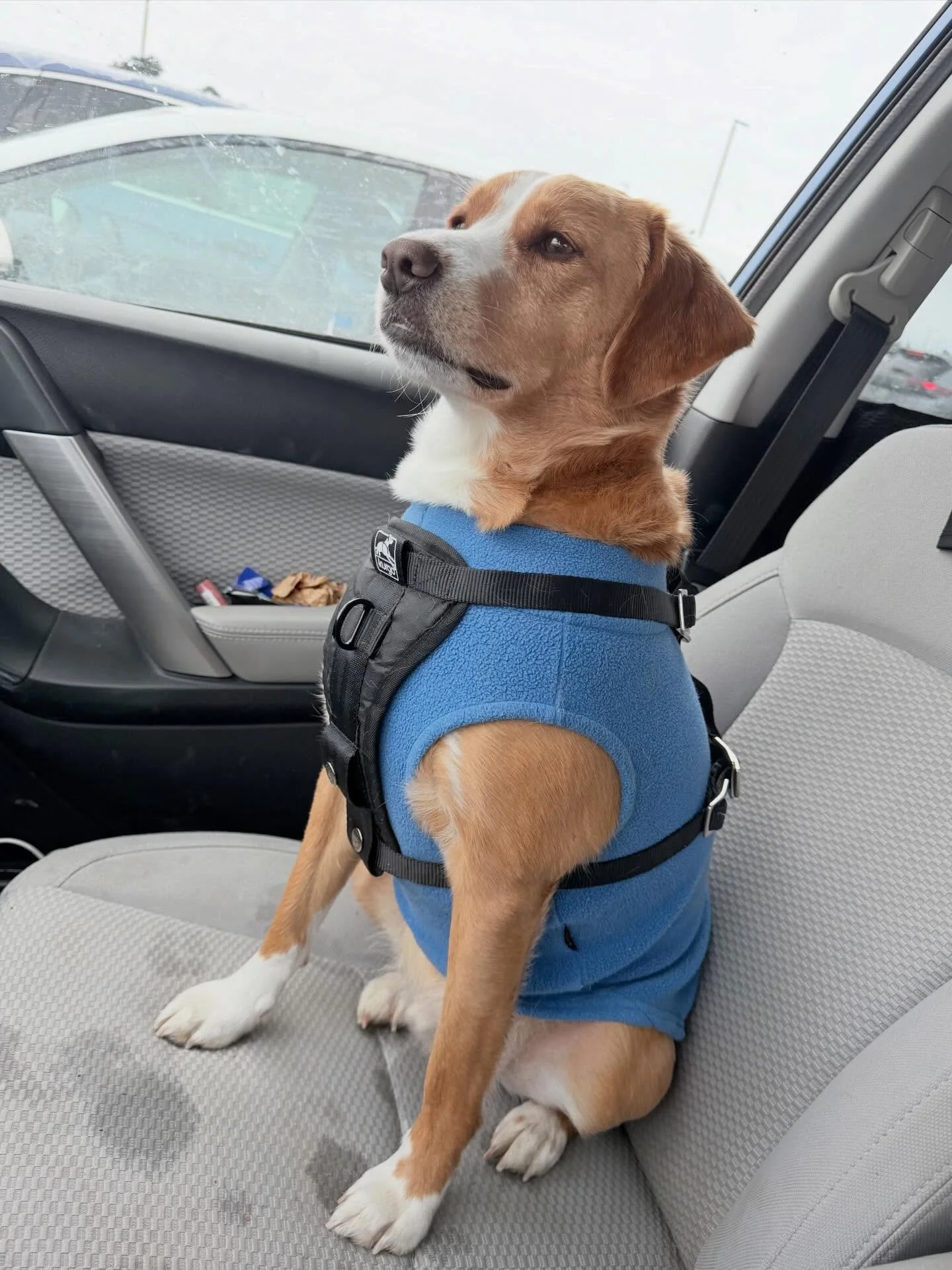 Scenes from a road trip accompanying Ellie back to Caribou, Maine through Canada. 🇨🇦 A 20 hour drive with Virgie the wonder dog (my fur grandson), a beautiful and restorative stay with Ellie and Lauren (and Lauren&rsquo;s kitties Maple and Milo), t