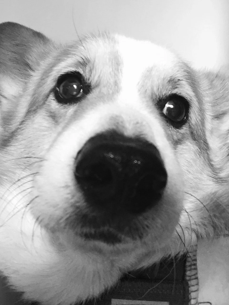 Meet Sonny.