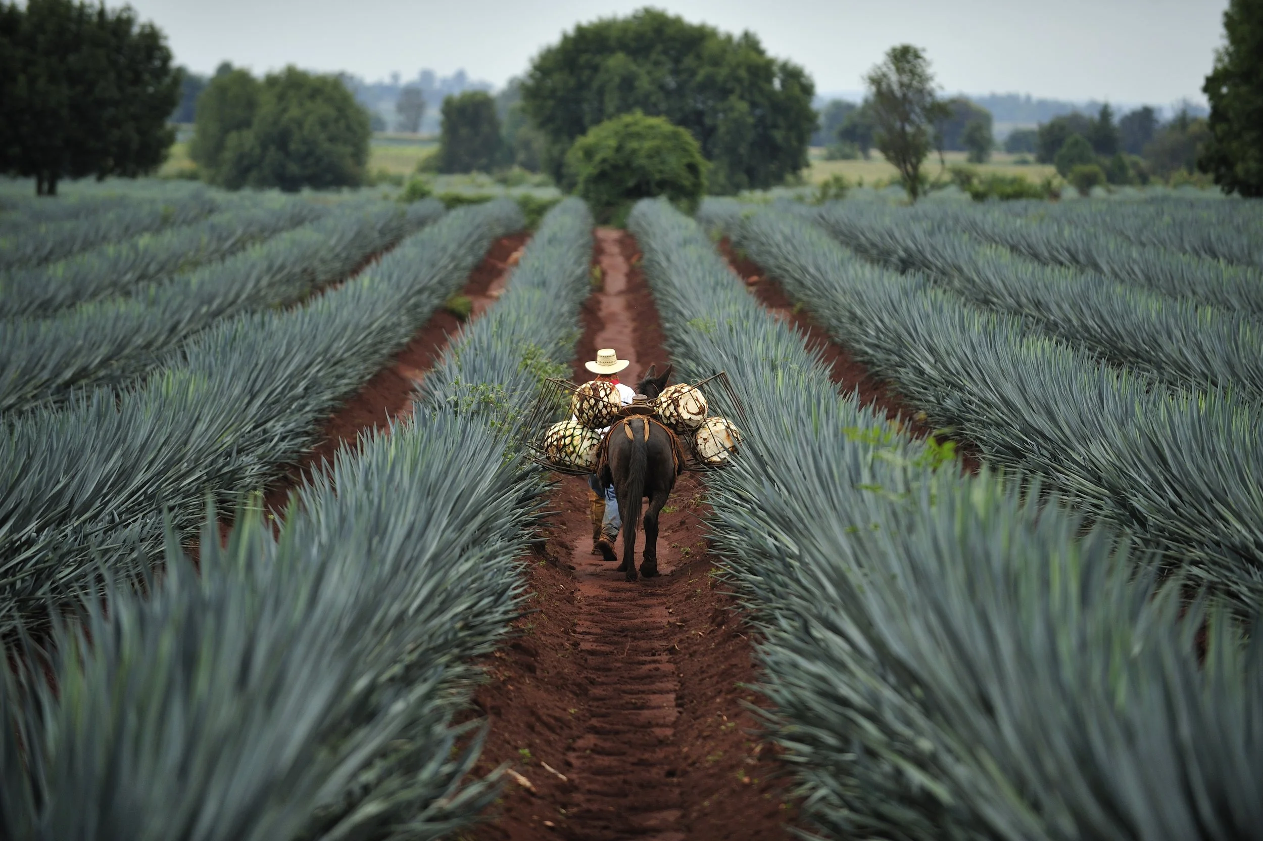 Tequila Agave Field.jpeg