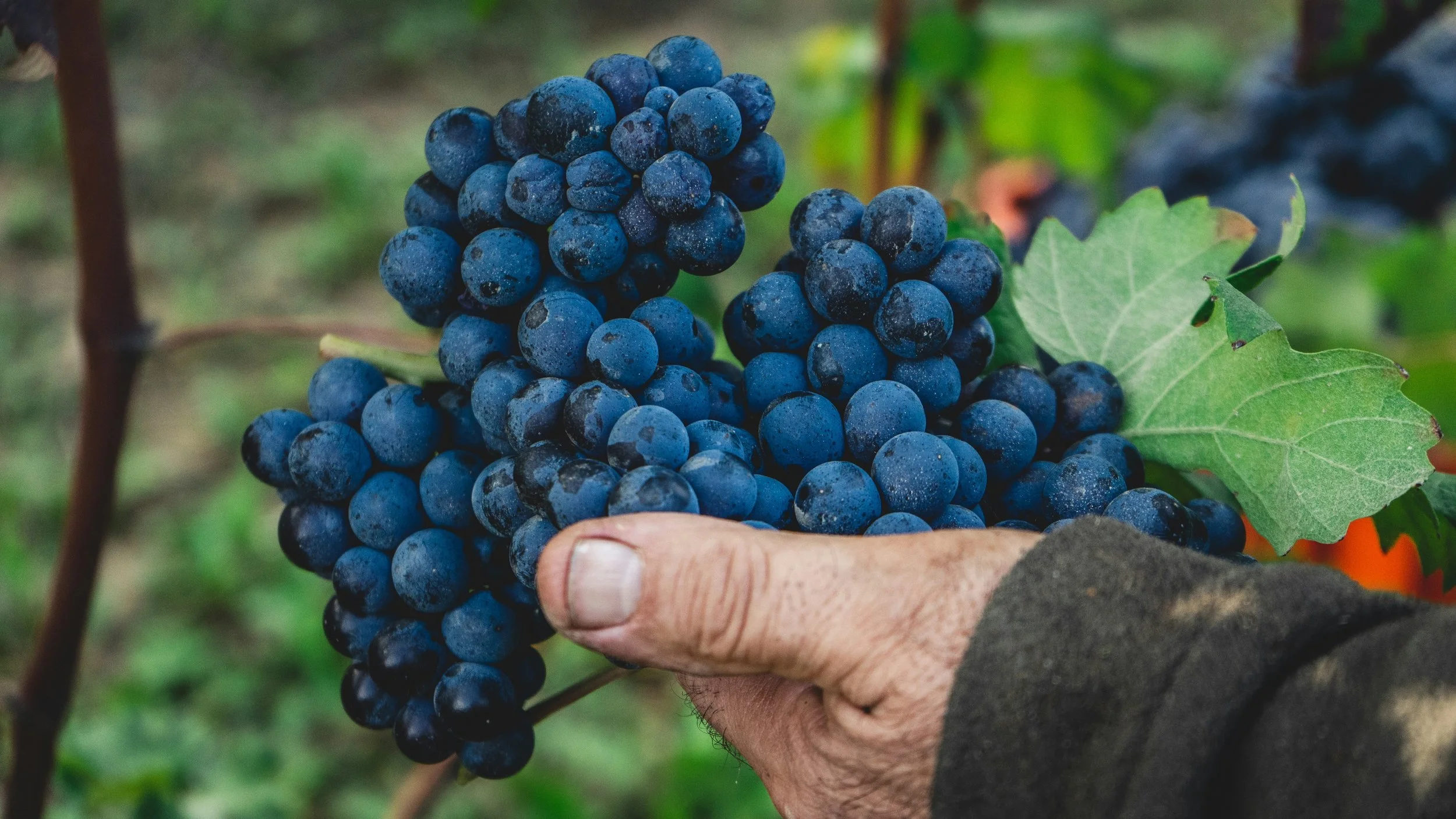 Hand holding freshly harvested dark purple wine grapes on the vine during Italian grape harvest season