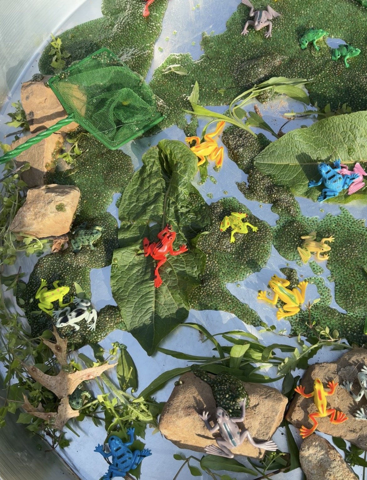 Frog Pond Sensory Play🐸