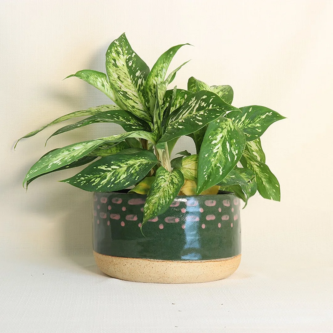 ceramic planter green with plant2.jpg