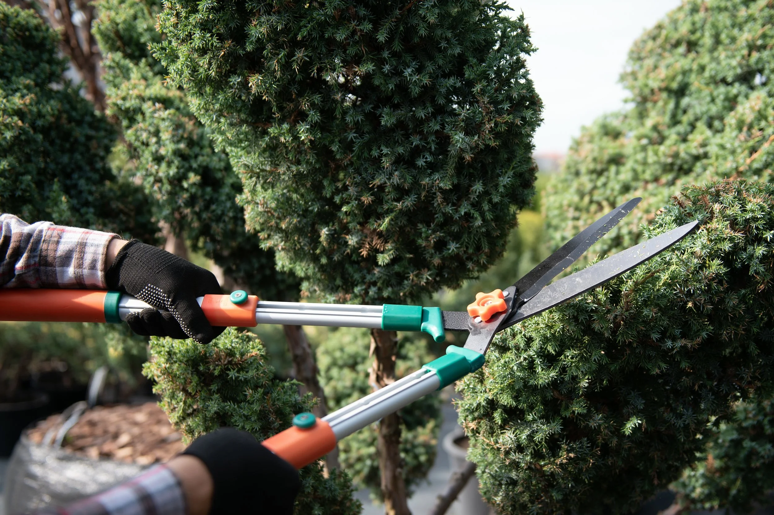 Person using gardening shears to trim a topiary bush in a garden.