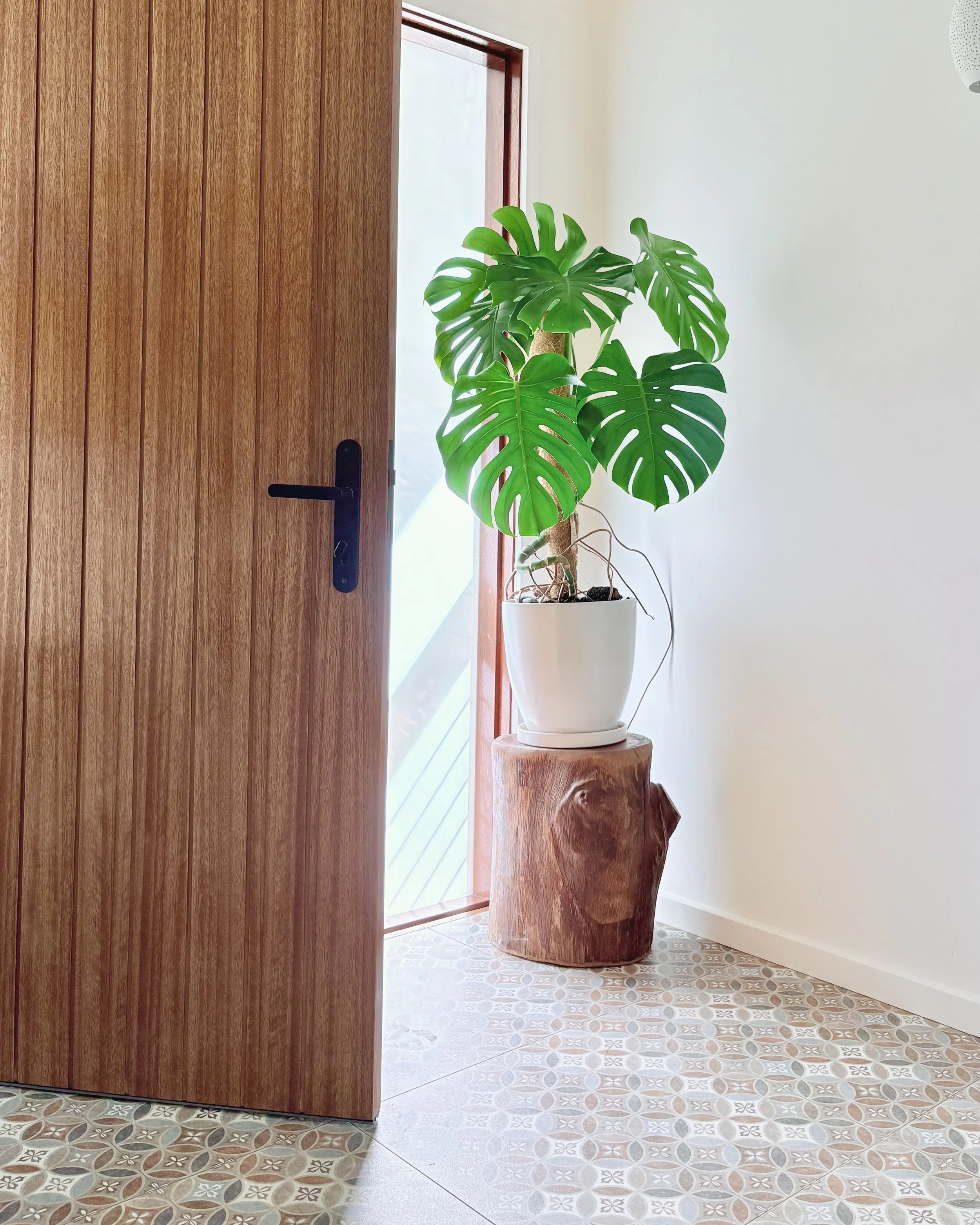 A large potted Monstera plant with lush green leaves is placed next to a wooden door with a black handle, near a window allowing natural light to illuminate the space, with patterned tile flooring and white walls.