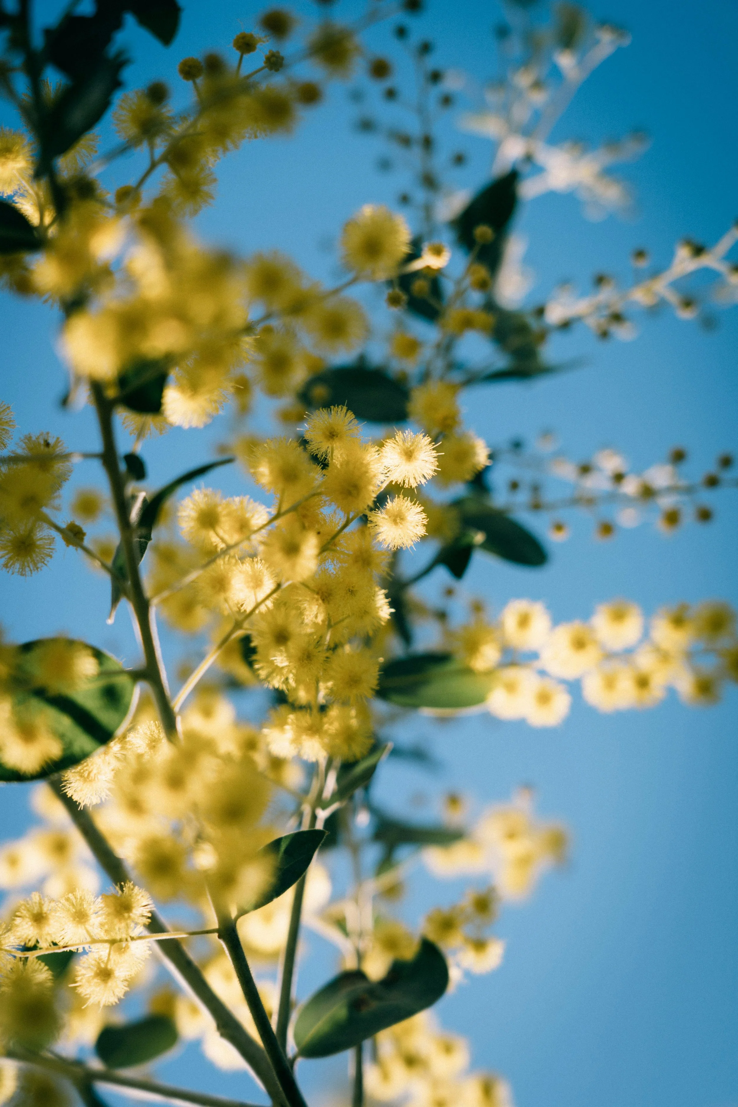 Close-up of yellow flowering plant with fuzzy blossoms against a bright blue sky.