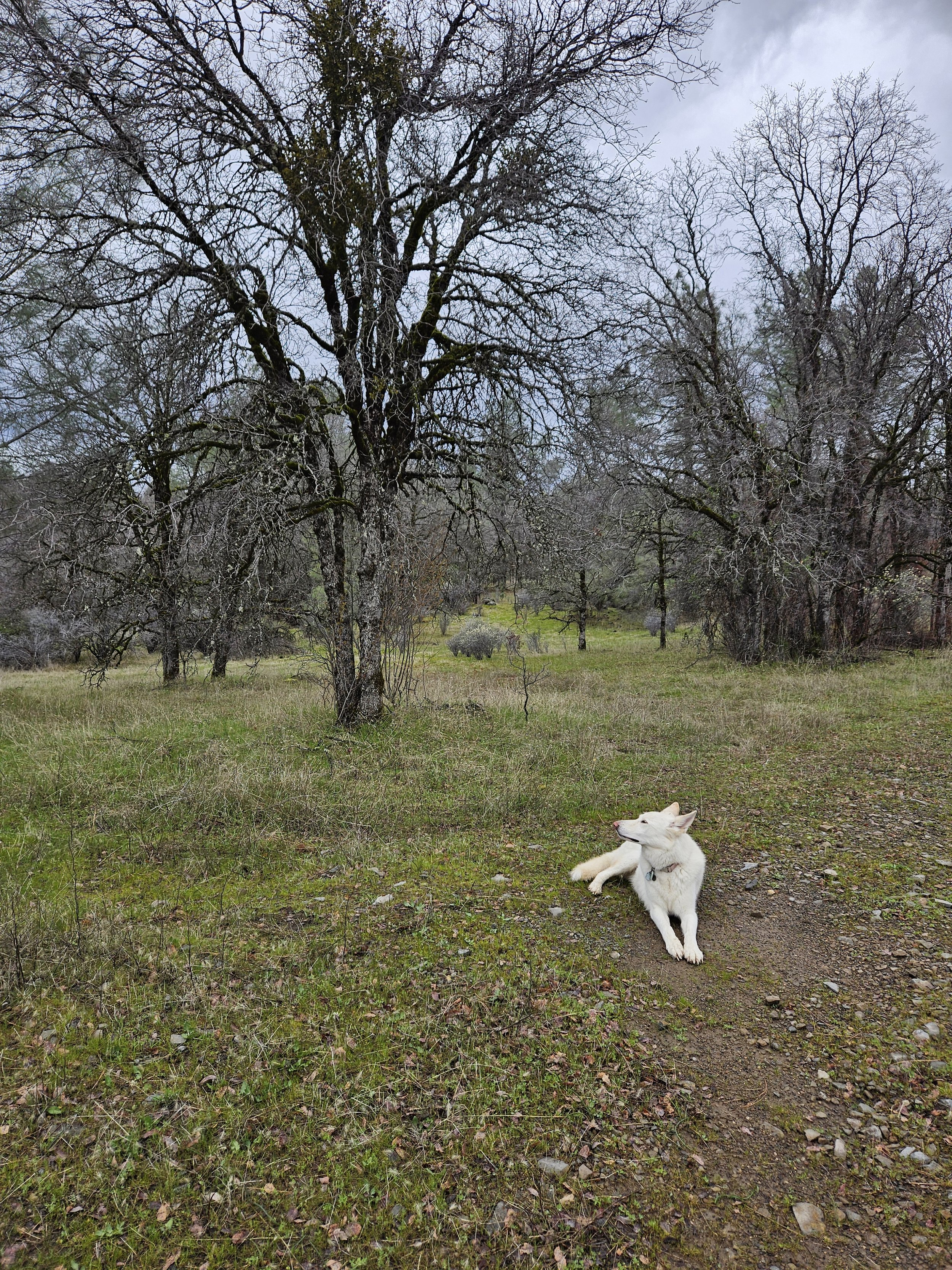 white dog observing a winter bare tree in a mountainous mediterranean climate in the northwestern hemisphere, photo credit to Undisclosed Society 2025