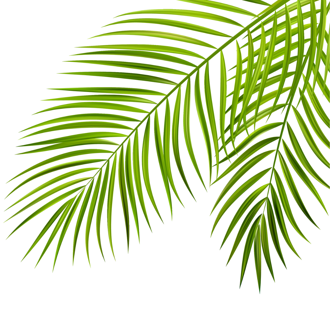 Decorative image of a palm tree leaf.
