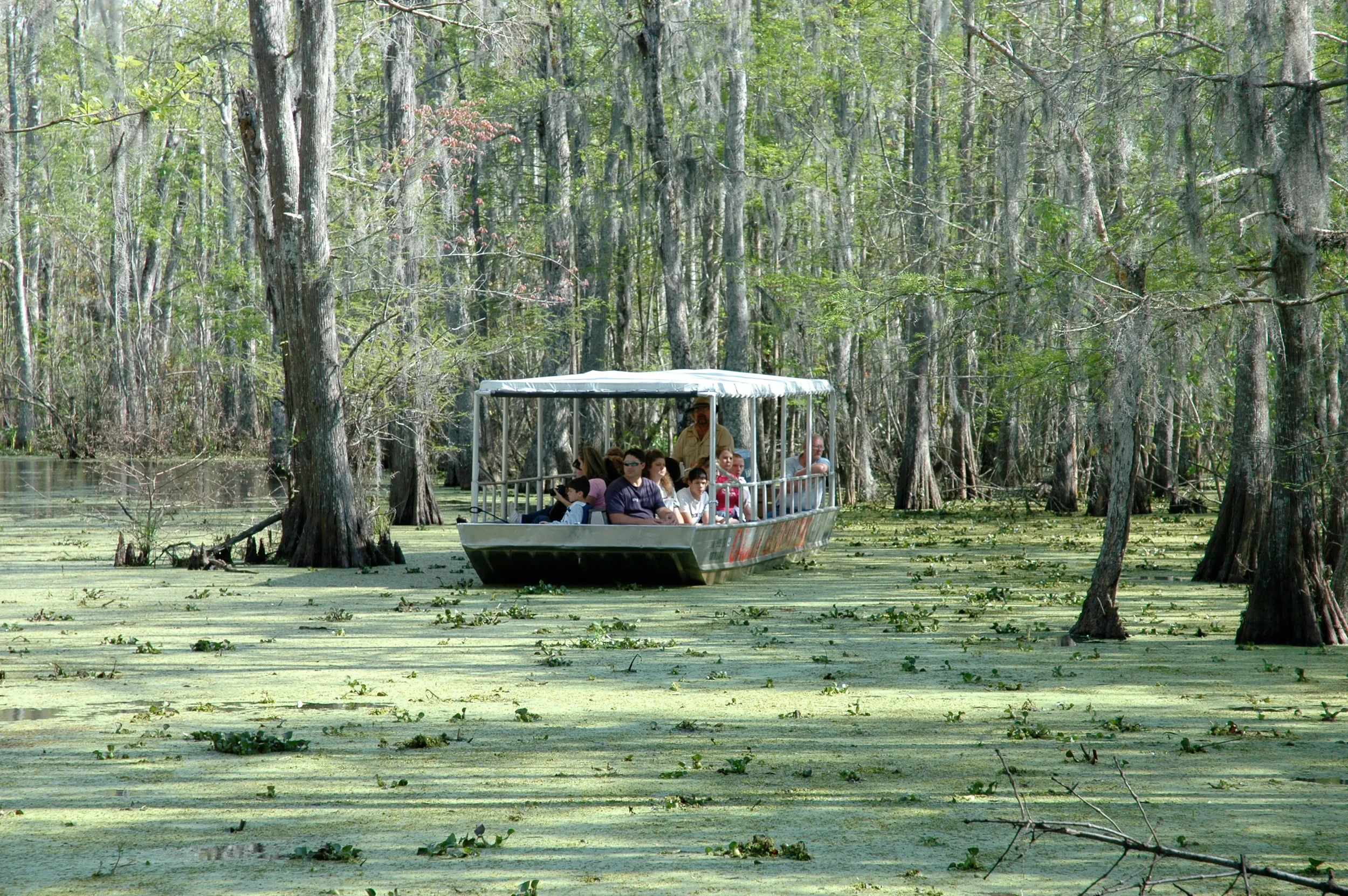  New Orleans Swamp Tour 