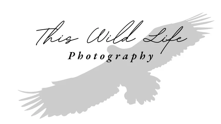 This Wild Life Photography