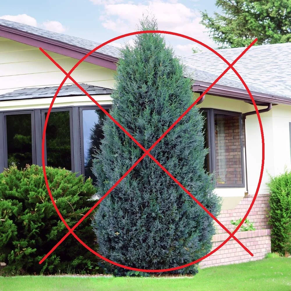 Fire-Resistant Landscaping in Northern Nevada: What Works, What to Avoid, and How to Build Defensible Space