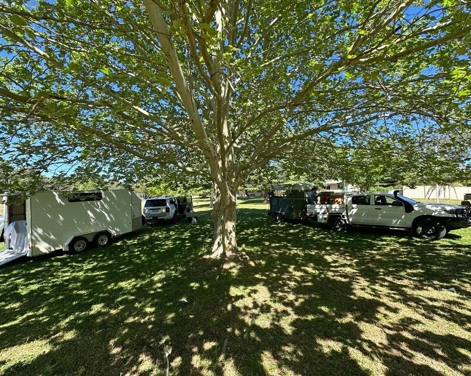 Sometimes one trailer just isn&rsquo;t enough&hellip;
This Coonabarabran pickup needed both trailers &amp; vehicles loaded to the brim, and we couldn&rsquo;t have asked for a better spot to work from.
A big job under the coolest, shadiest tree 🌿✨