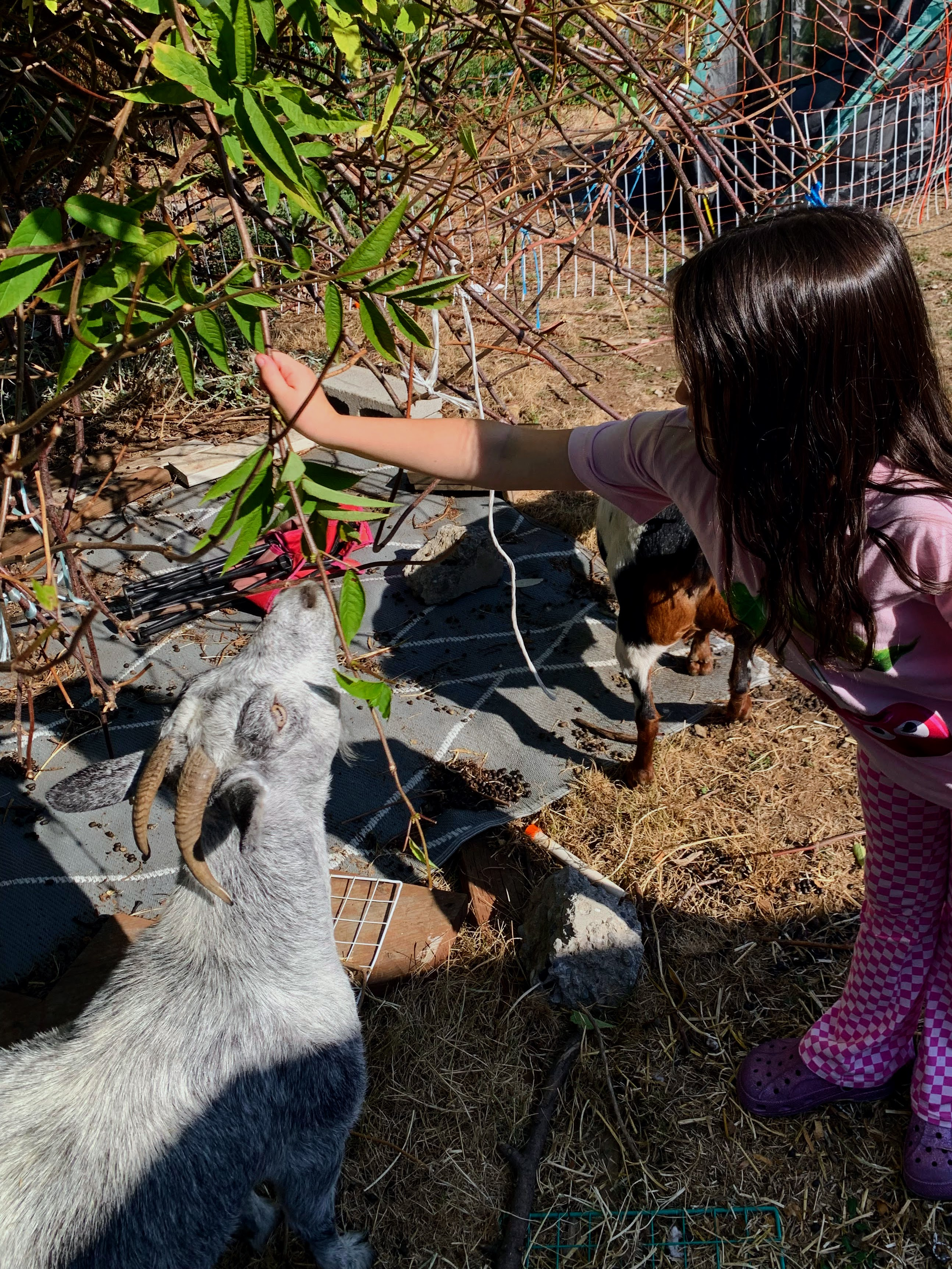 A child with dark hair is reaching towards a gray goat in a fenced outdoor area with dry grass, plants, rocks, and gardening tools nearby.