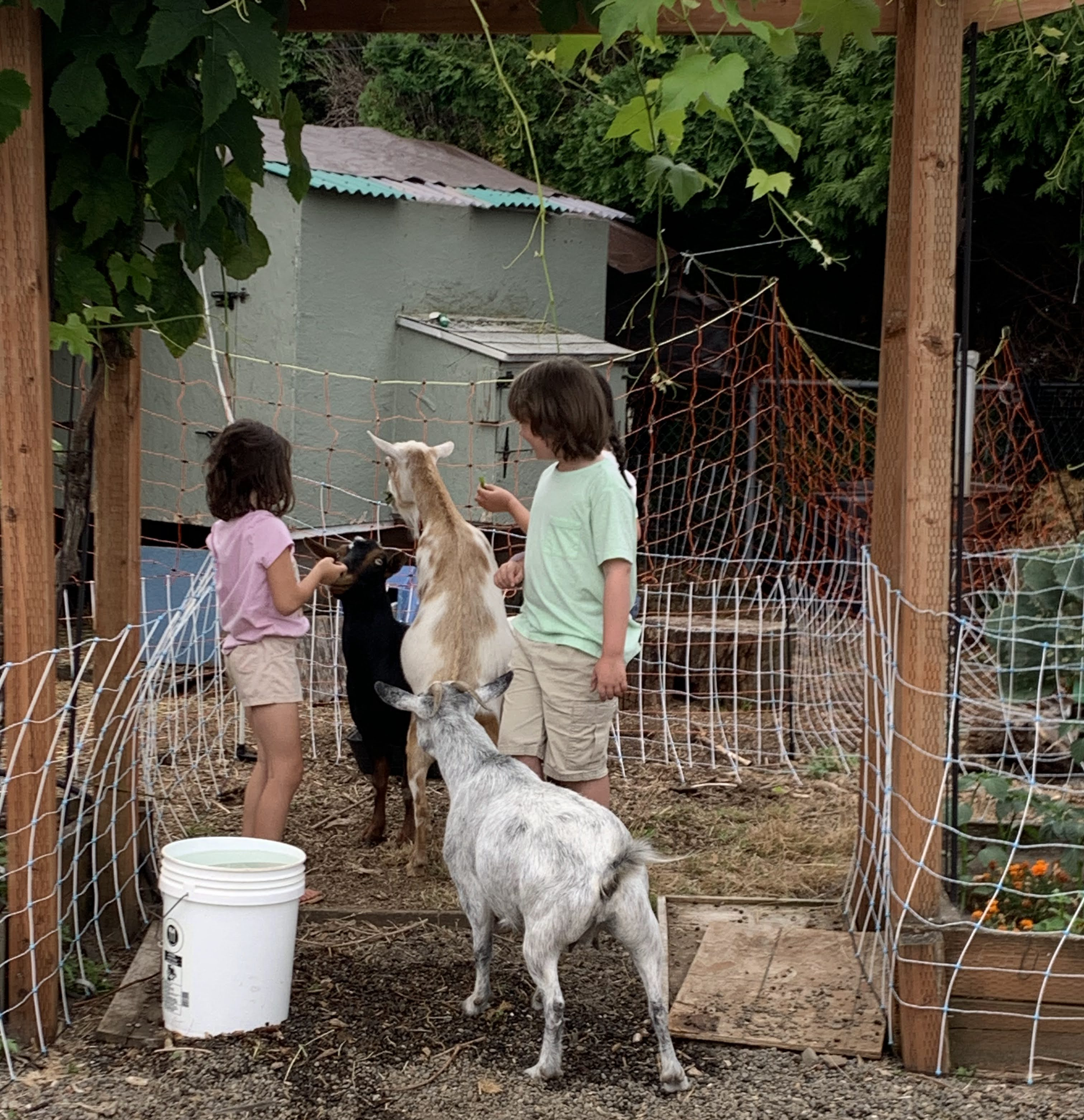 Two children are petting a goat in a fenced outdoor area with trees and a small shed in the background. One child is wearing a pink shirt, the other is wearing a pale green shirt.