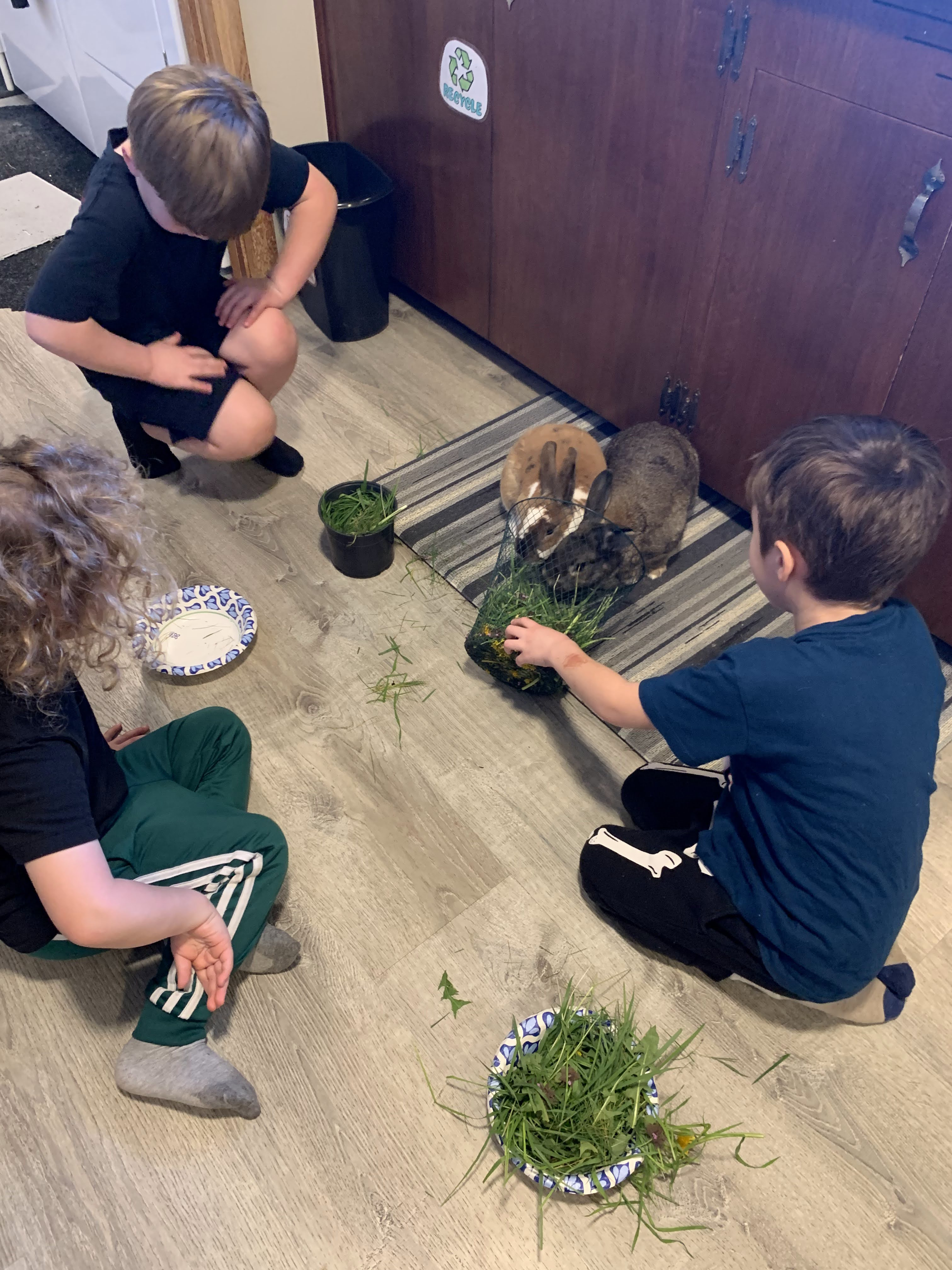 Children observing a pair of domestic rabbits as they munch on the tasty salad the kids prepared for them.