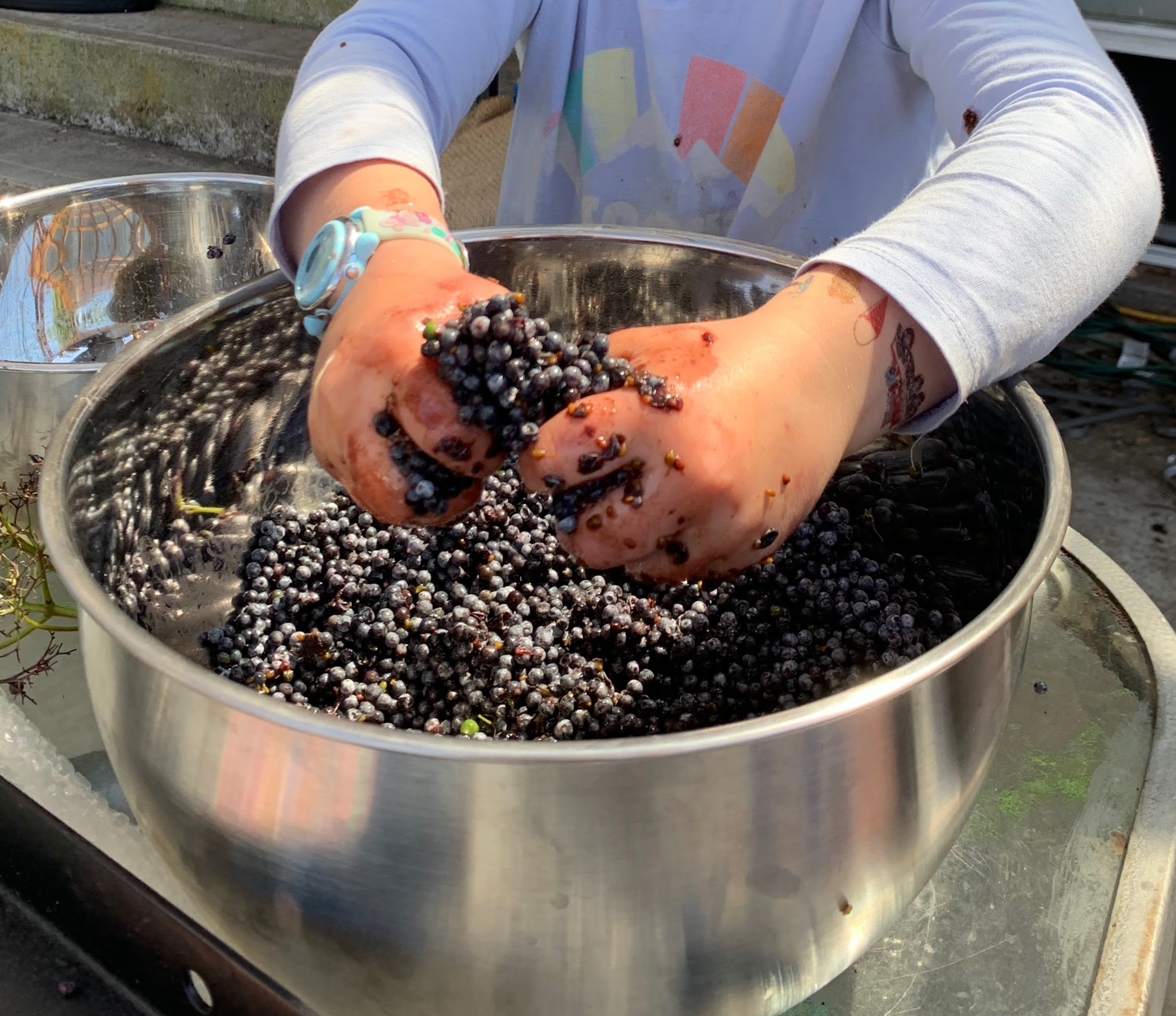 Person with colorful bracelets washing blueberries in a stainless steel basin outdoors.