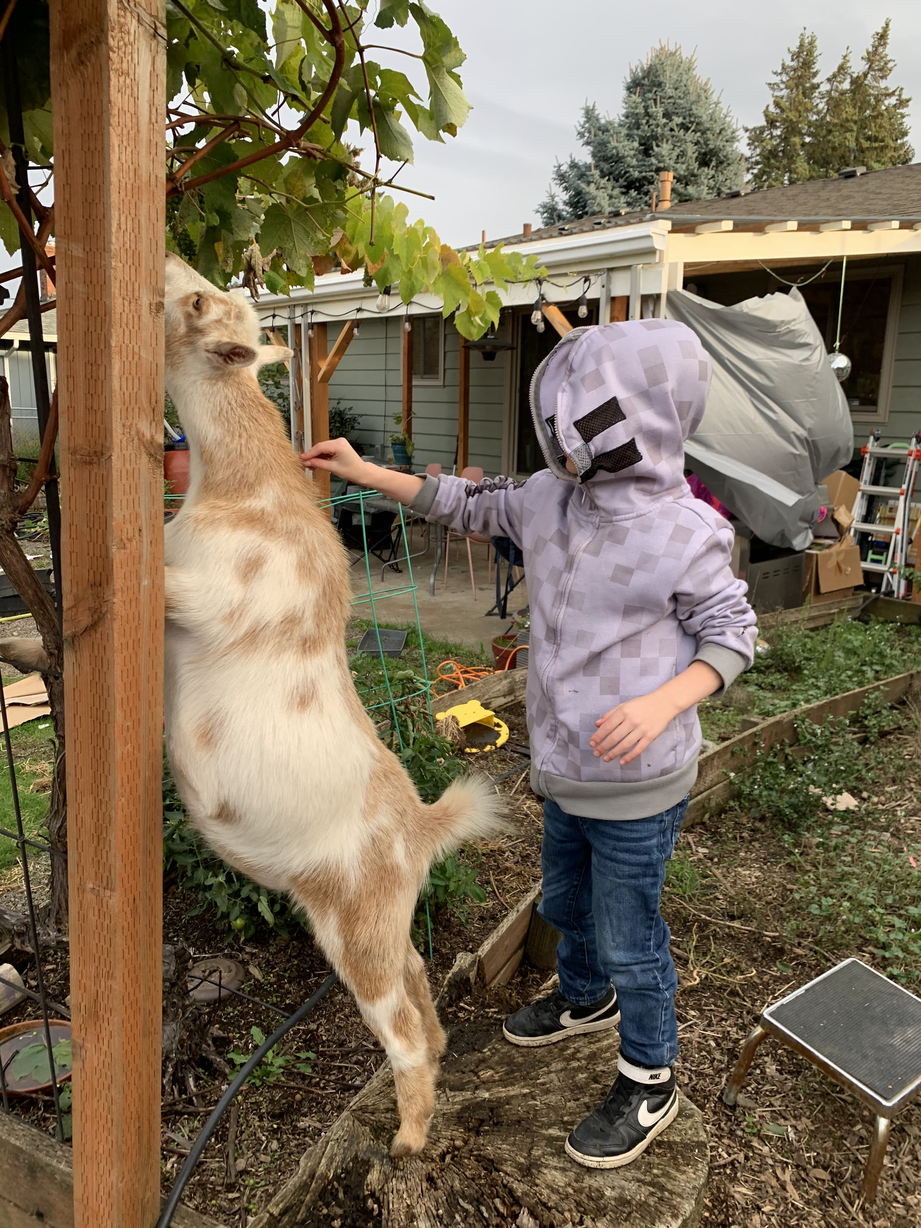 A young child wearing a gray hoodie and black sneakers stands on a wooden log, reaching out to pet a large, light-colored goat on a farm or backyard setting. The background has a house with a porch, trees, and gardening tools.