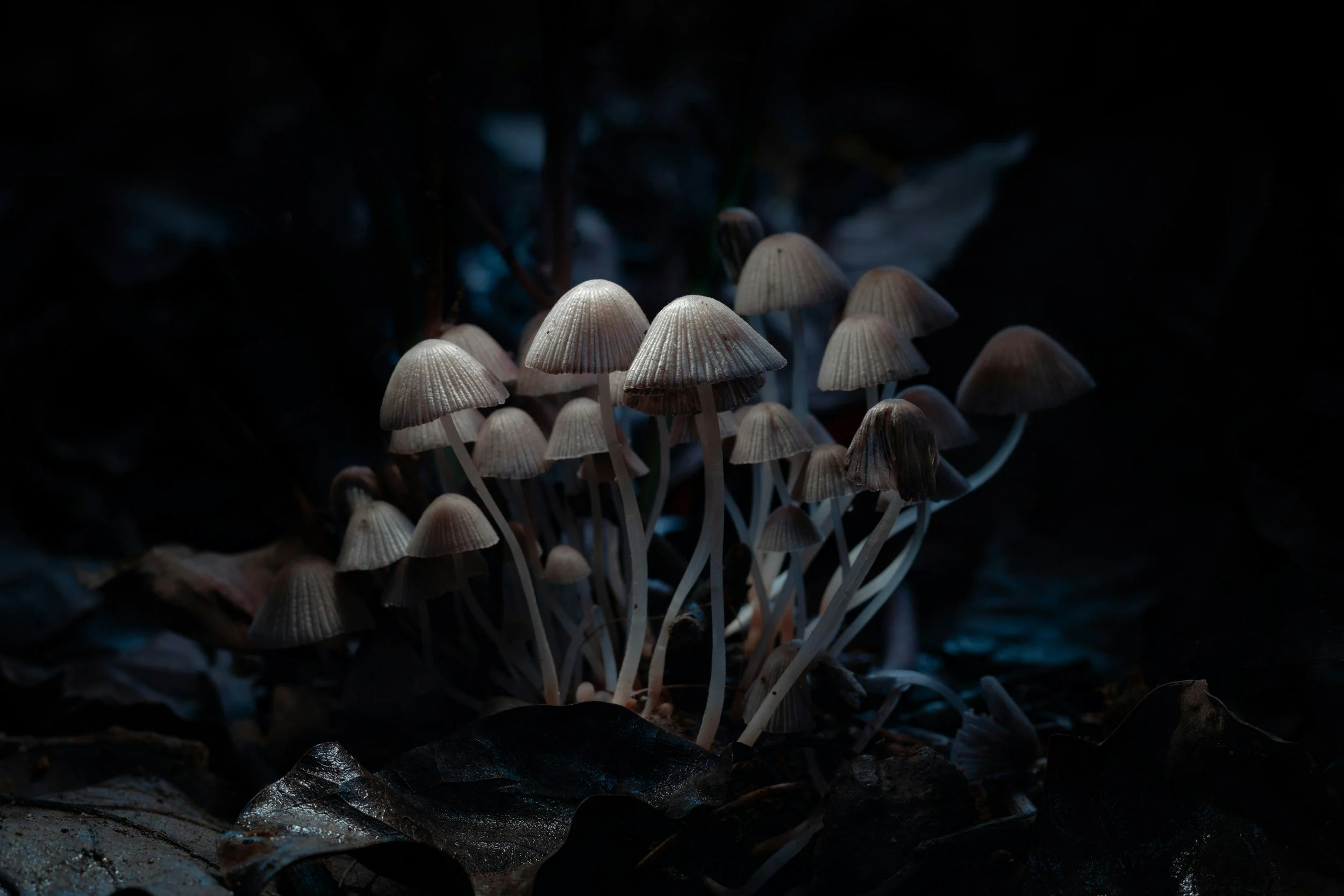 What you should know about psilocybin therapy