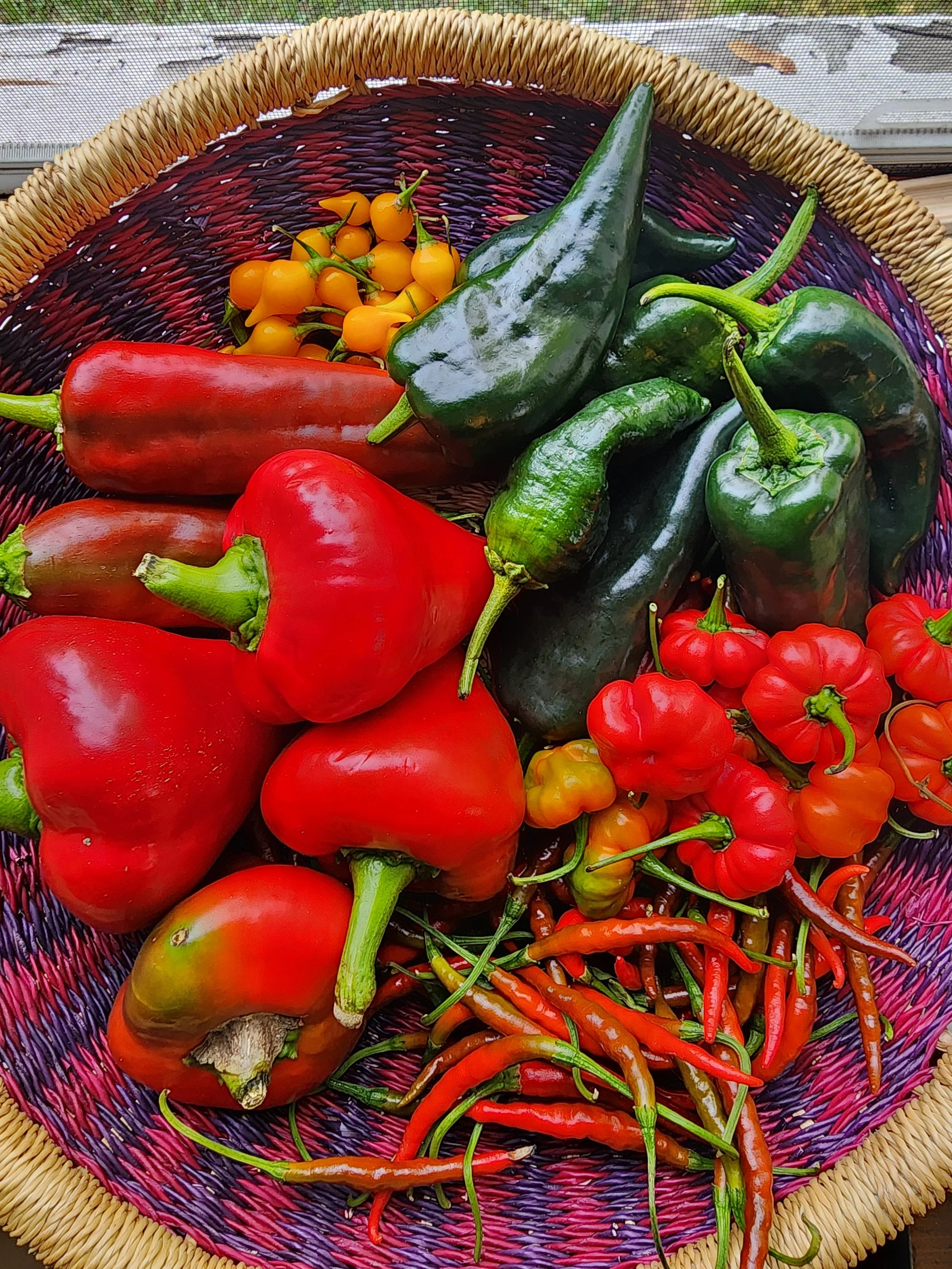 Colorful woven basket with different shapes and sizes of red and green peppers.
