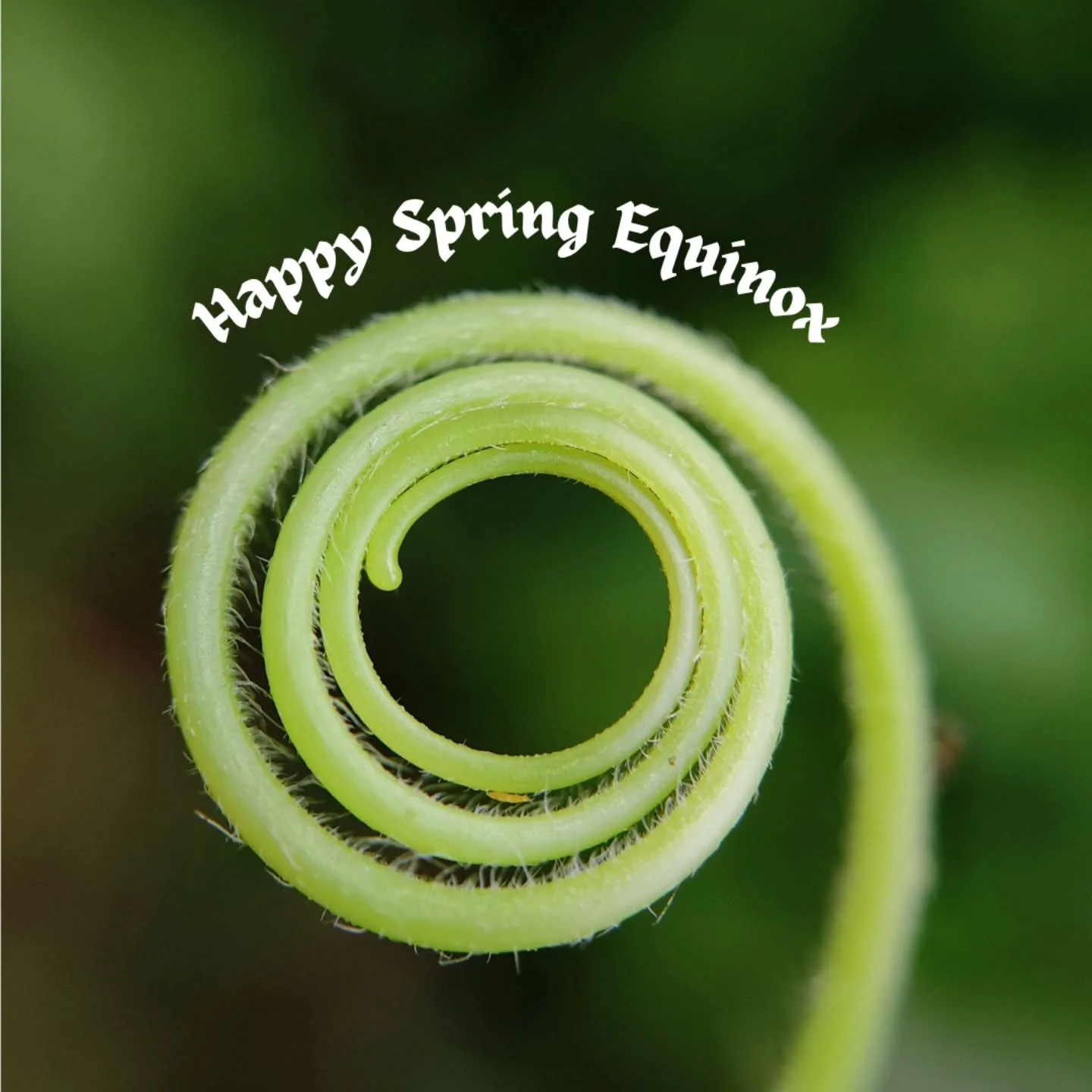 Happy Spring Equinox! Leave your leaves and stems until *nights* are over 50 degrees for a week to protect the invertebrate friends who live in our gardens ❤️

Onward, to longer days!