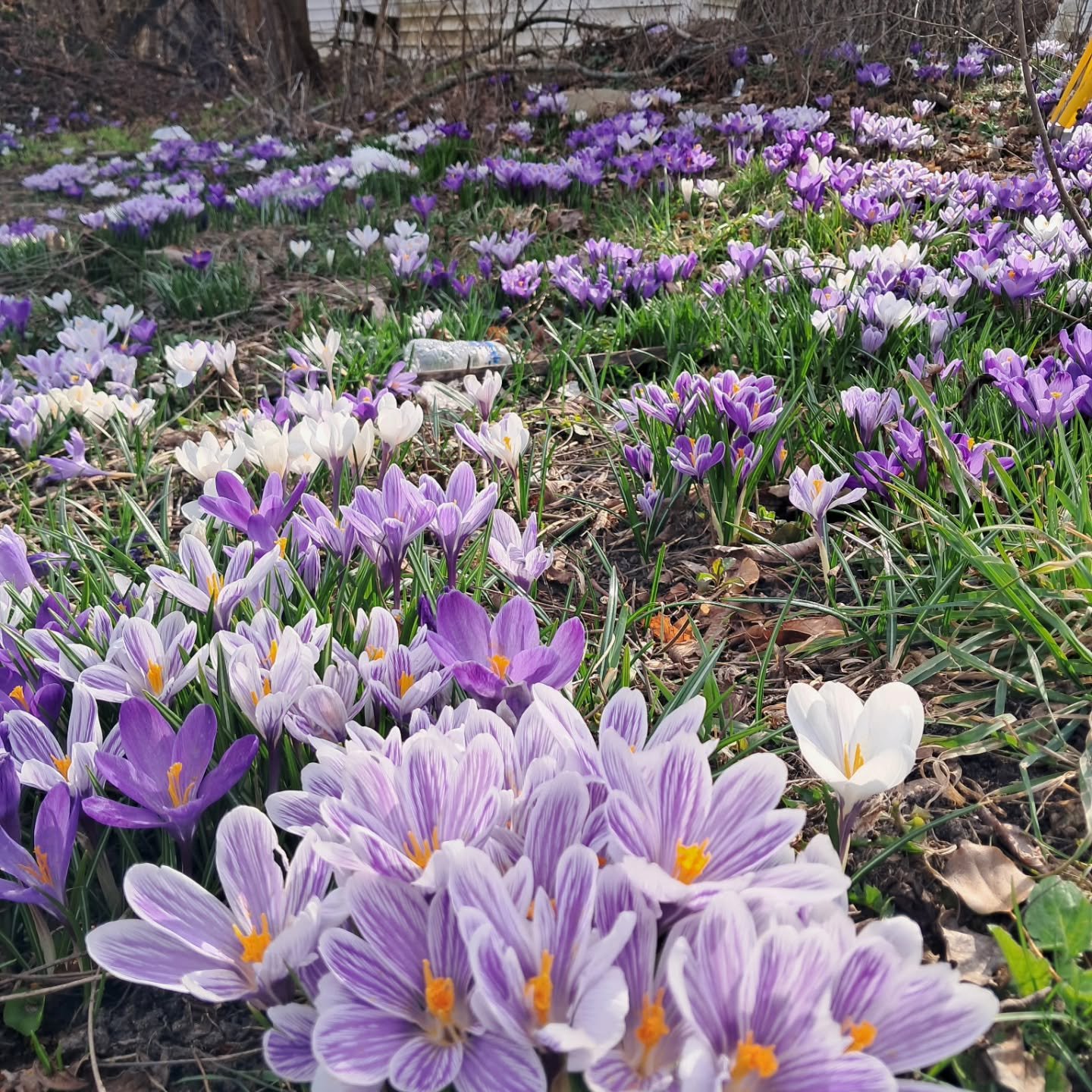 Pontiac you are beautiful ✨️