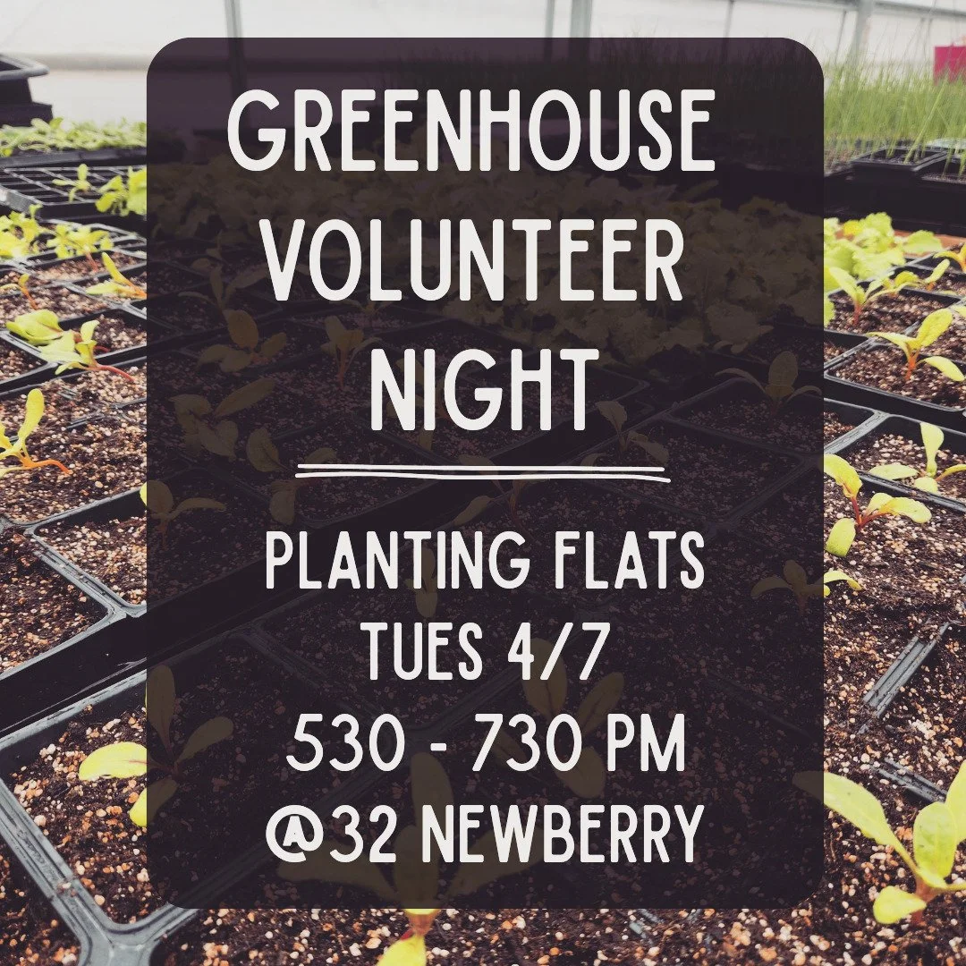 Volunteer with us! It's time to put tiny tomato seedlings in their trays <3

DM us with accessibility questions! This work is best for kids 10 and up.