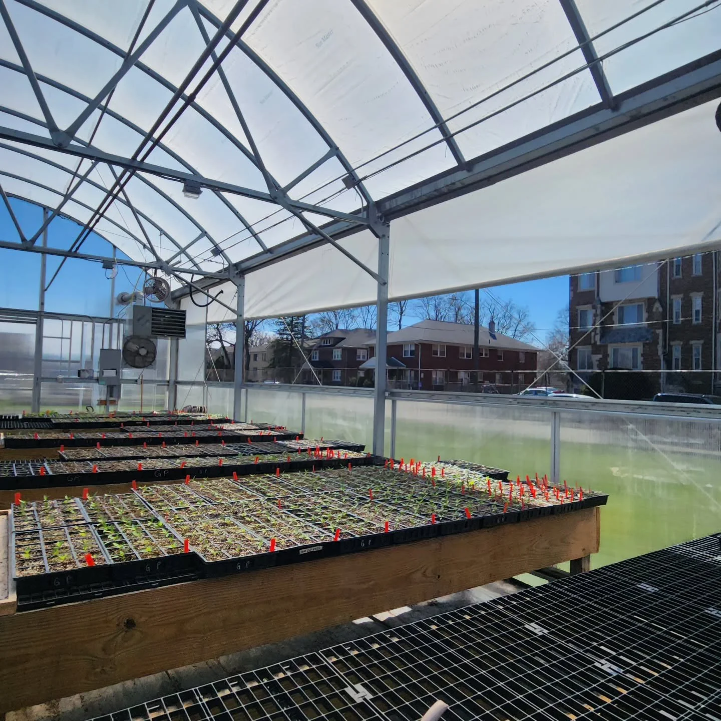 Side walls are up! It feels like summer in the prophouse 🥹 that means we are getting into water-twice-day season! DM us if you are local to Pontiac and are interested in learning how to help water these lil guys on our Watering Team until our BIG pl