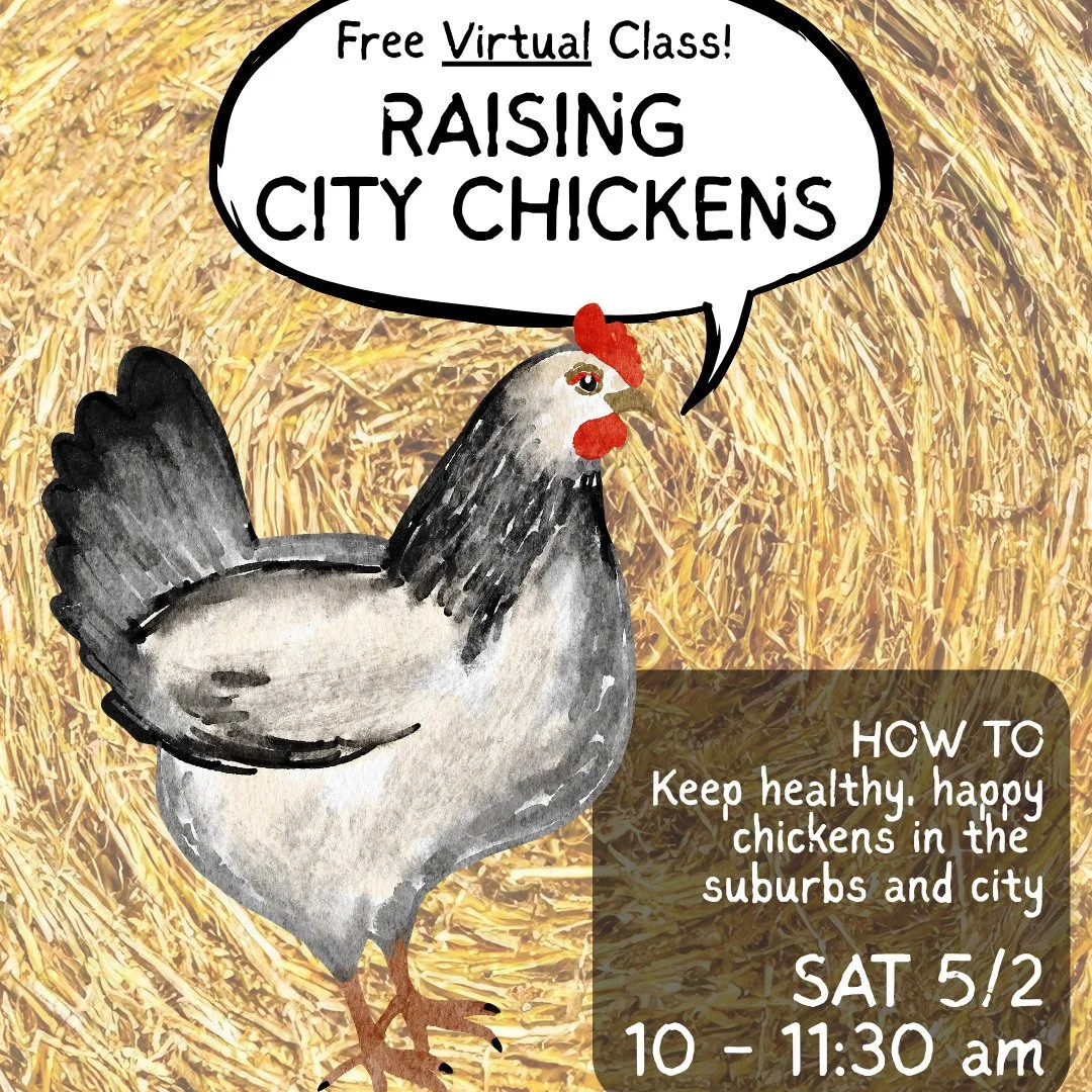 TOMORROW! Check out our free class on raising city chickens. Isabelle O'Halloran of Sacred Heart Academy will be teaching us about feeding, housing, care and more!

Zoom link in the bio :)