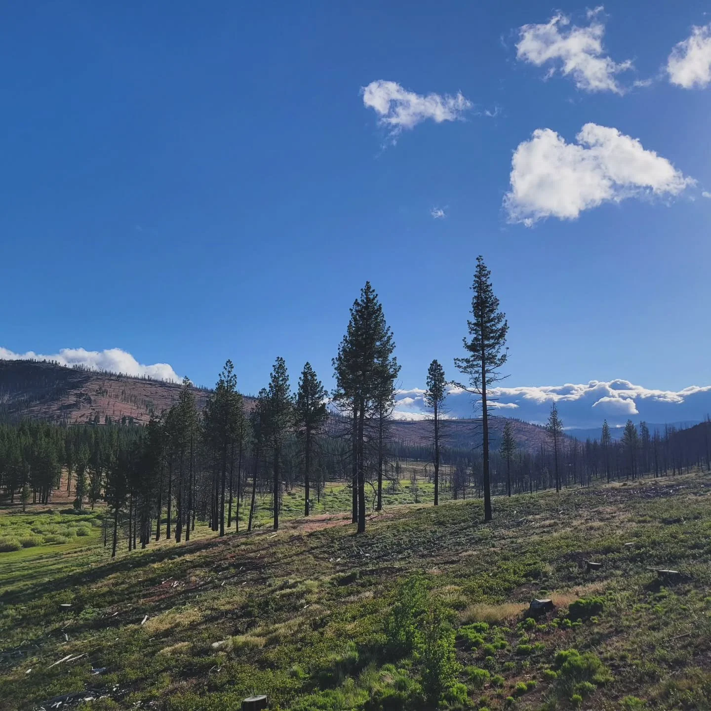 Good morning from our offgrid farm. Life at 6000 feet.
