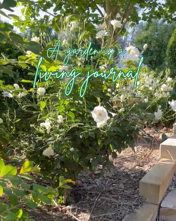 A garden is a living journal 🌿

Not just through the plants that grow but the memories that are made, the seasons that pass and the lives lived within it 🌻

Swipe through the chapters 📖

#gardendesign #gardenstory #outdoorliving #australiangardens