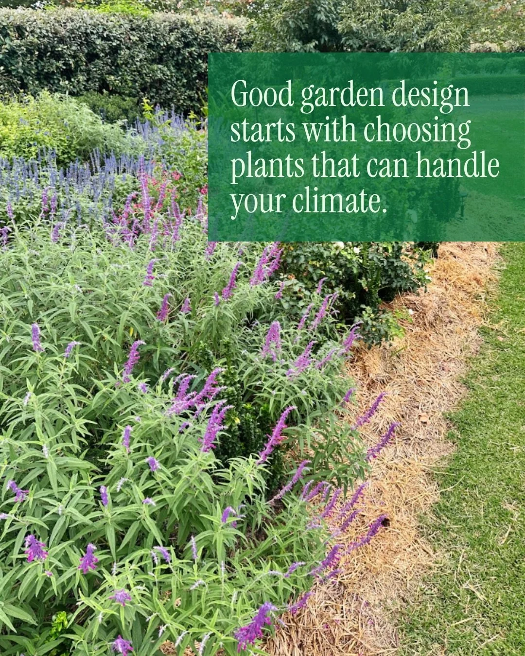 Designing for a dry climate doesn&rsquo;t mean compromising on a beautiful garden. 🌿

Choosing plants suited to your climate, soil and water availability is key to creating a garden that thrives.

With the right plant selection, soil preparation, mu