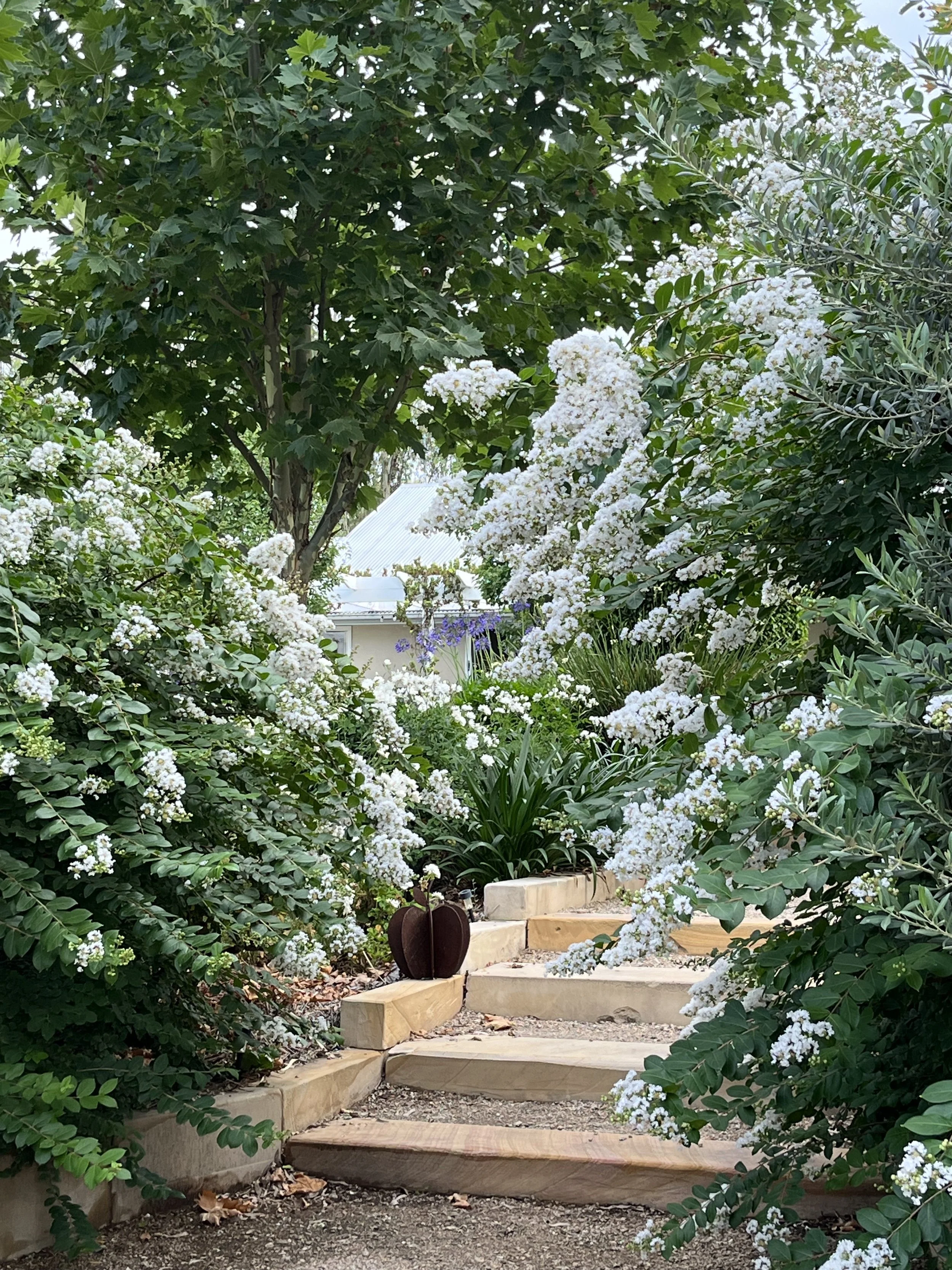 Garden pathway with stone steps surrounded by lush green foliage and white flowering plants, leading to a house with a metal roof.
