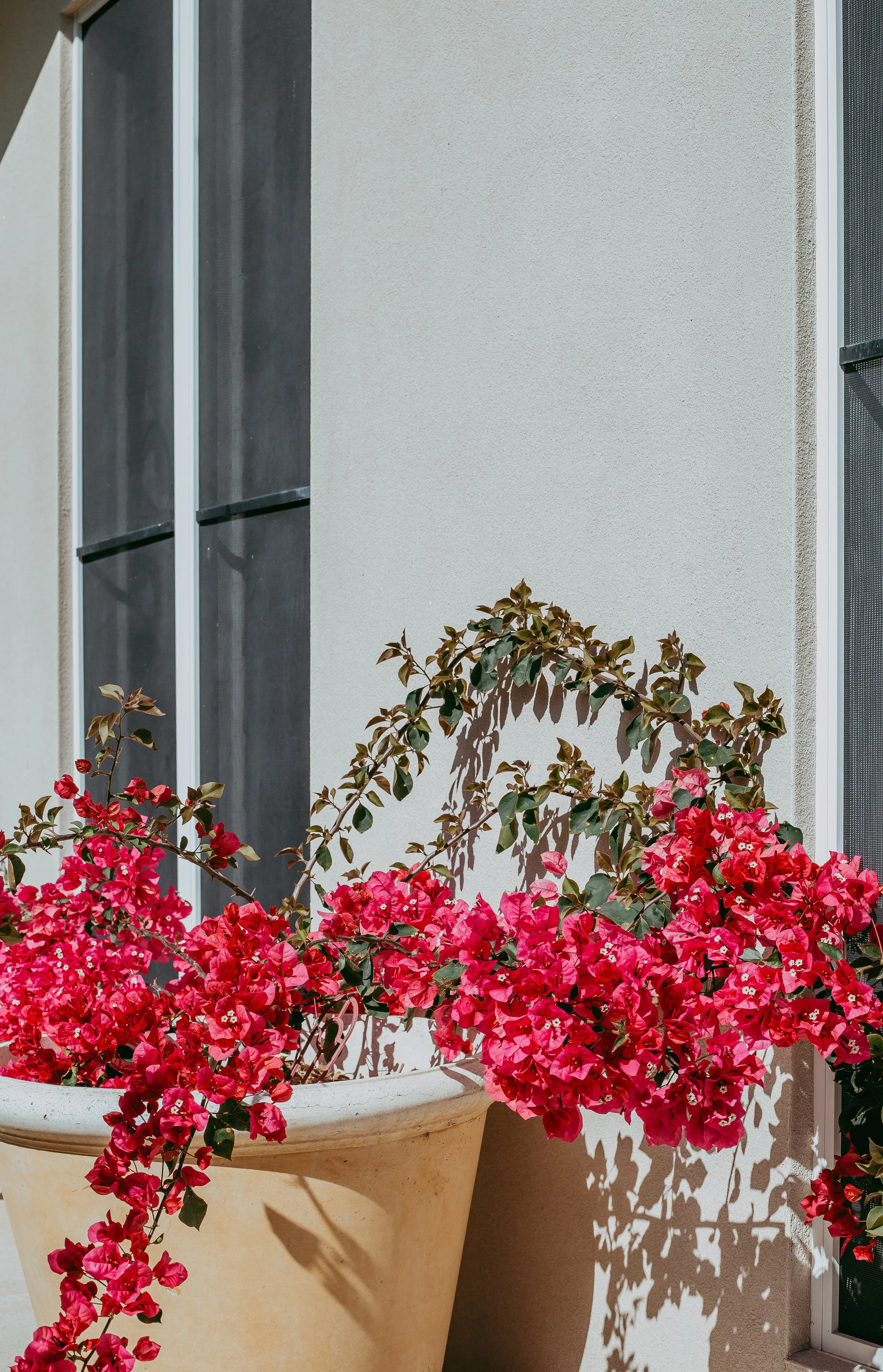 Bougainvillea plant with vibrant pink flowers in a large beige planter in front of a window.