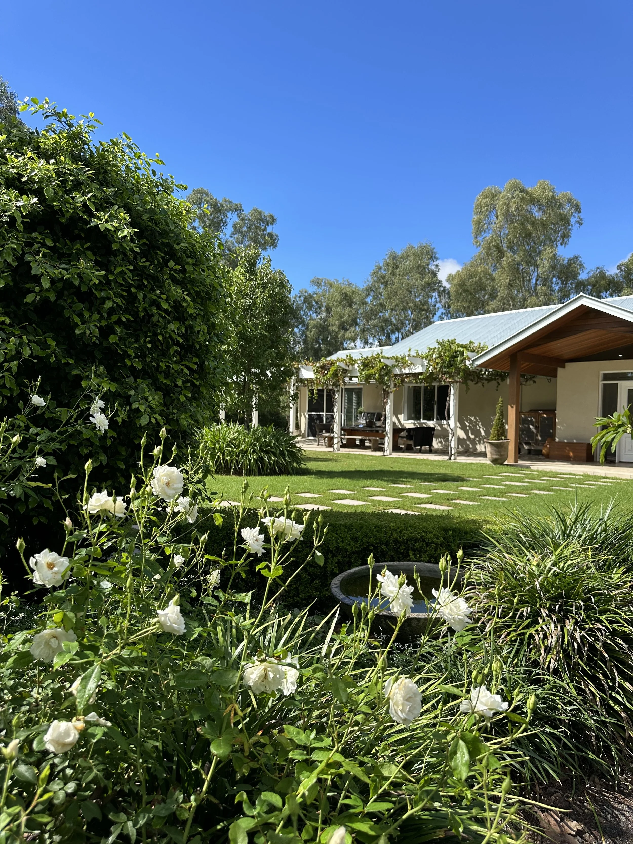 Garden with white roses, green shrubs, pathway, and a house with a metal roof under a clear blue sky.