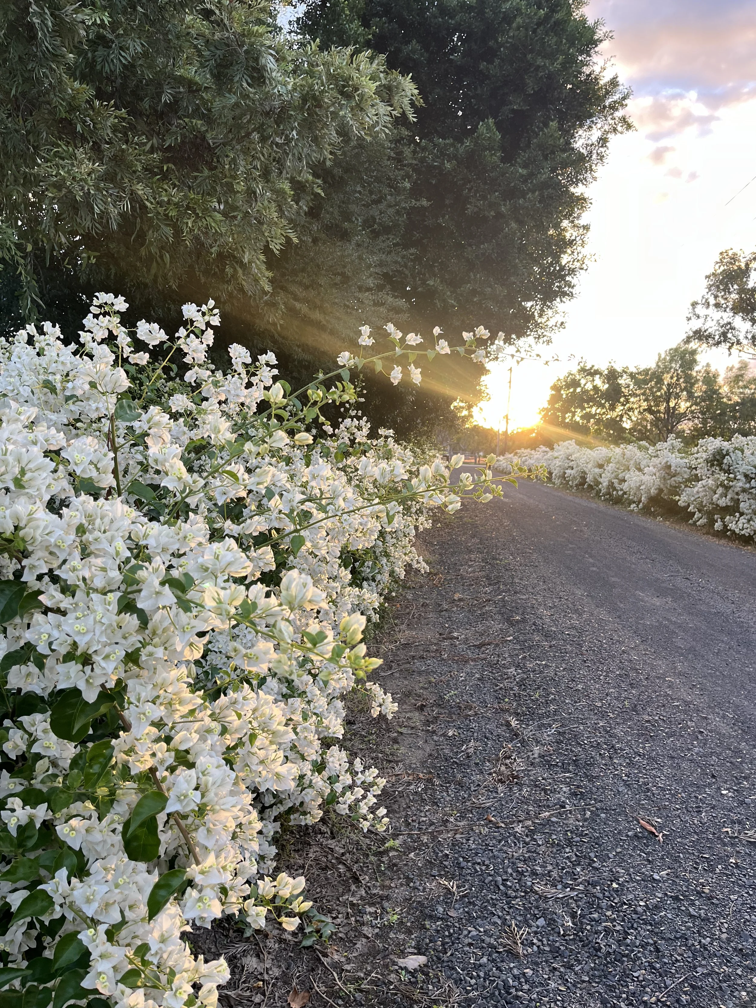 Sunset with white flowers lining a gravel path surrounded by trees.
