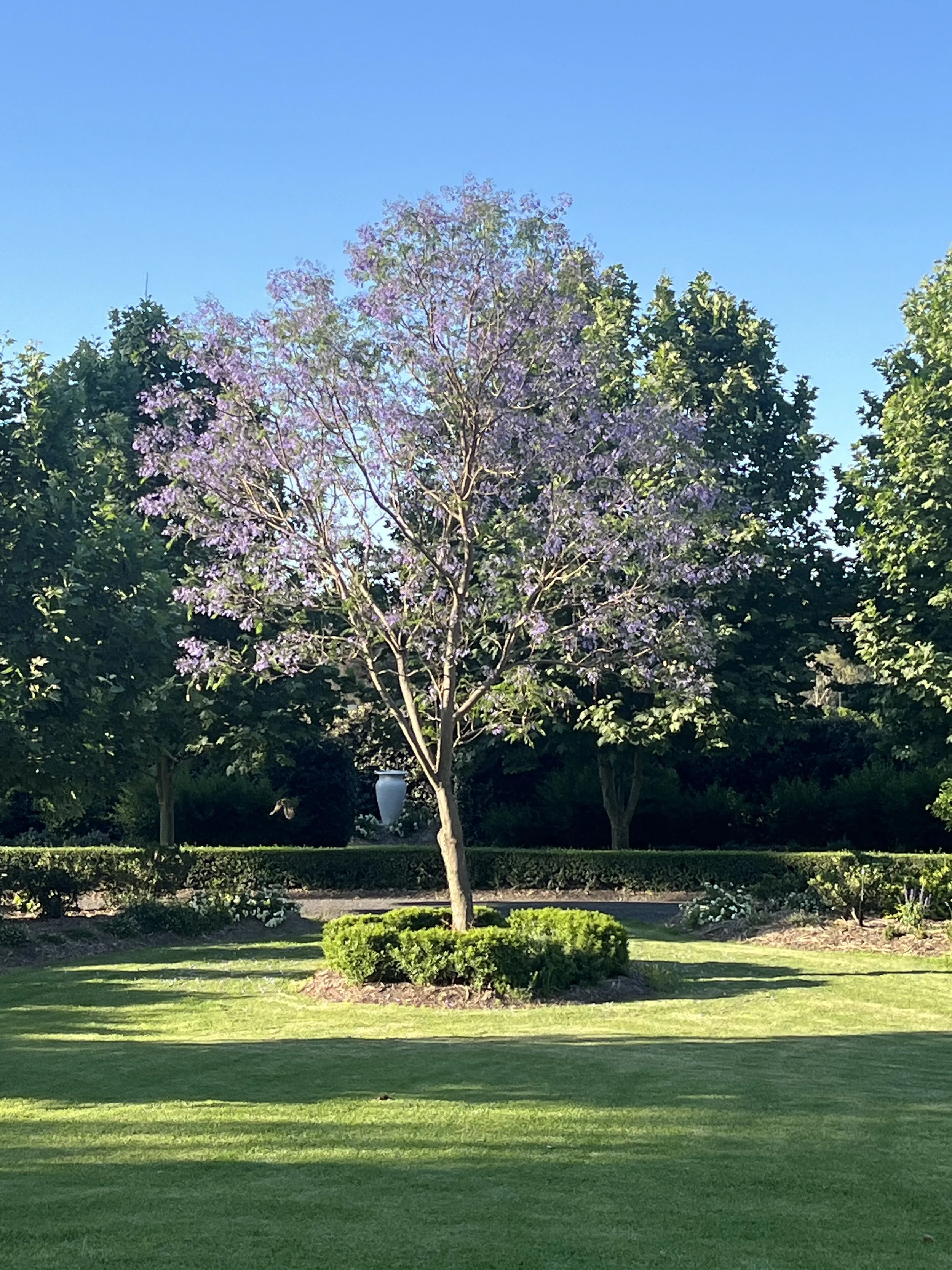 Purple-flowering tree in a landscaped garden