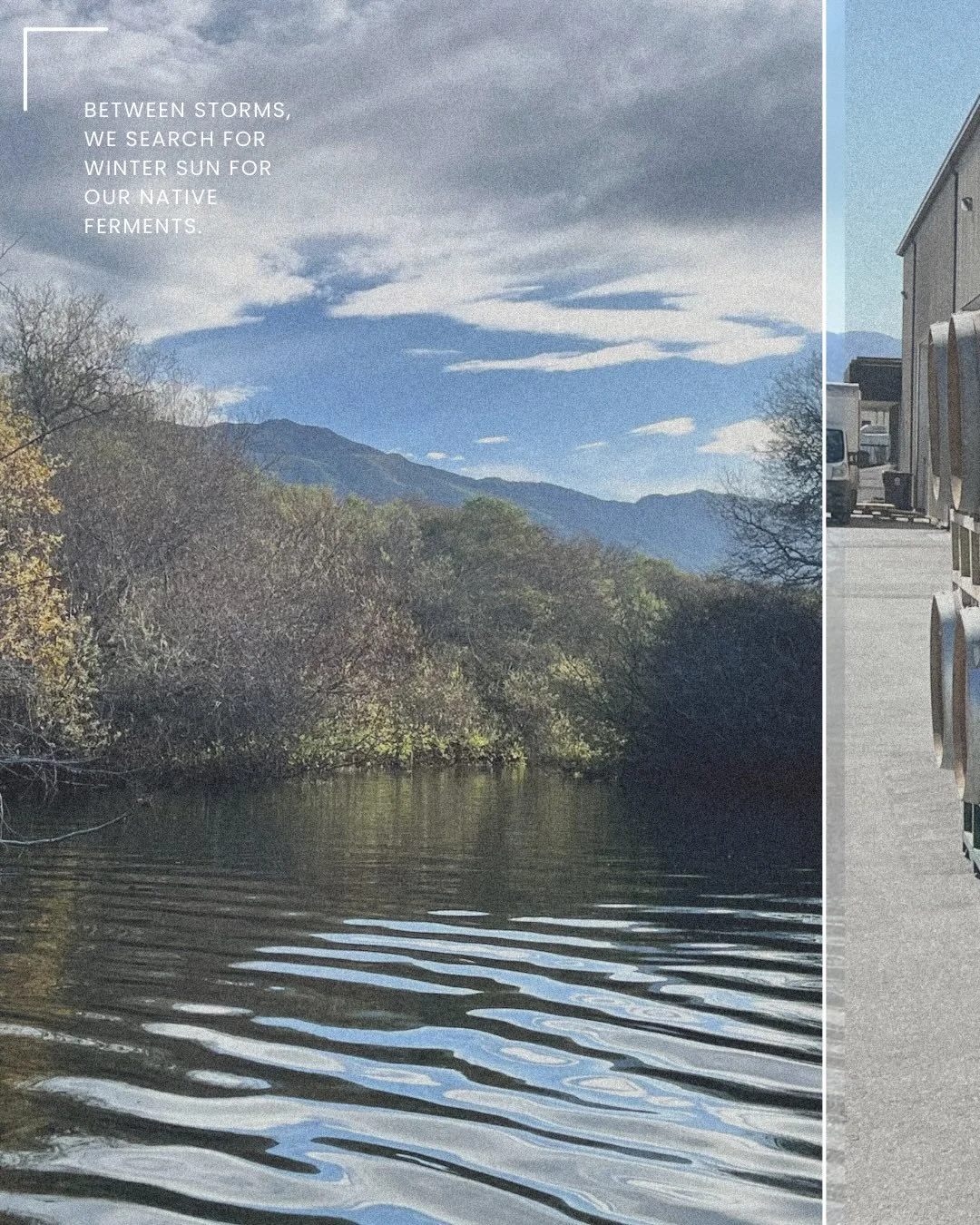 Between storms, the coast exhales.

Winter here is not a sleeping season. The vines are bare, but the land is busy &mdash; creeks fill, hills darken, and a brief, low sun slips through the clouds just long enough for us to awaken some stubborn fermen