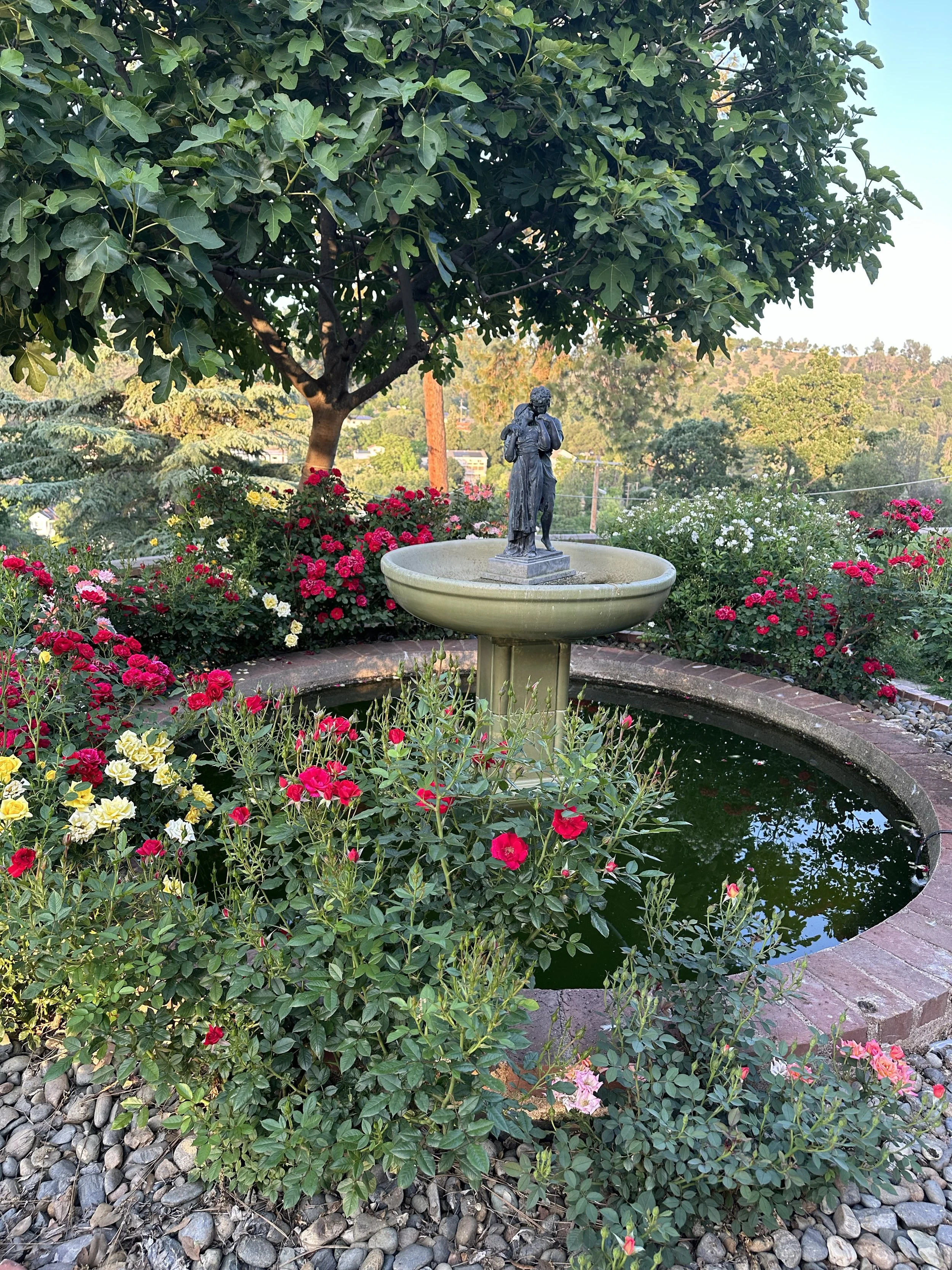 Garden scene with a fountain and statue in the center surrounded by red and yellow roses, green foliage, and a large tree overhead.